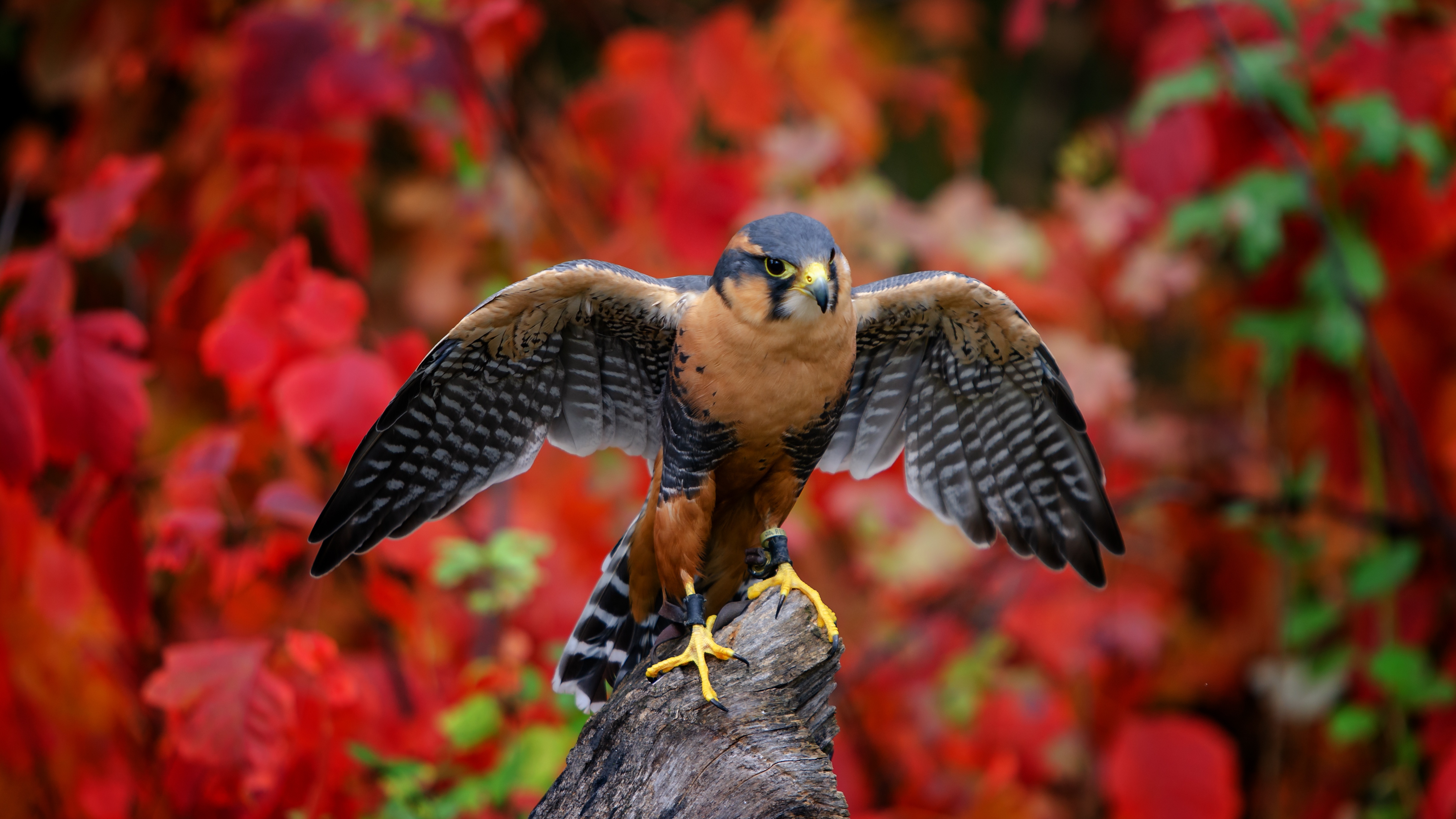 Bird Bird Of Prey Falcon Wildlife 4840x2723