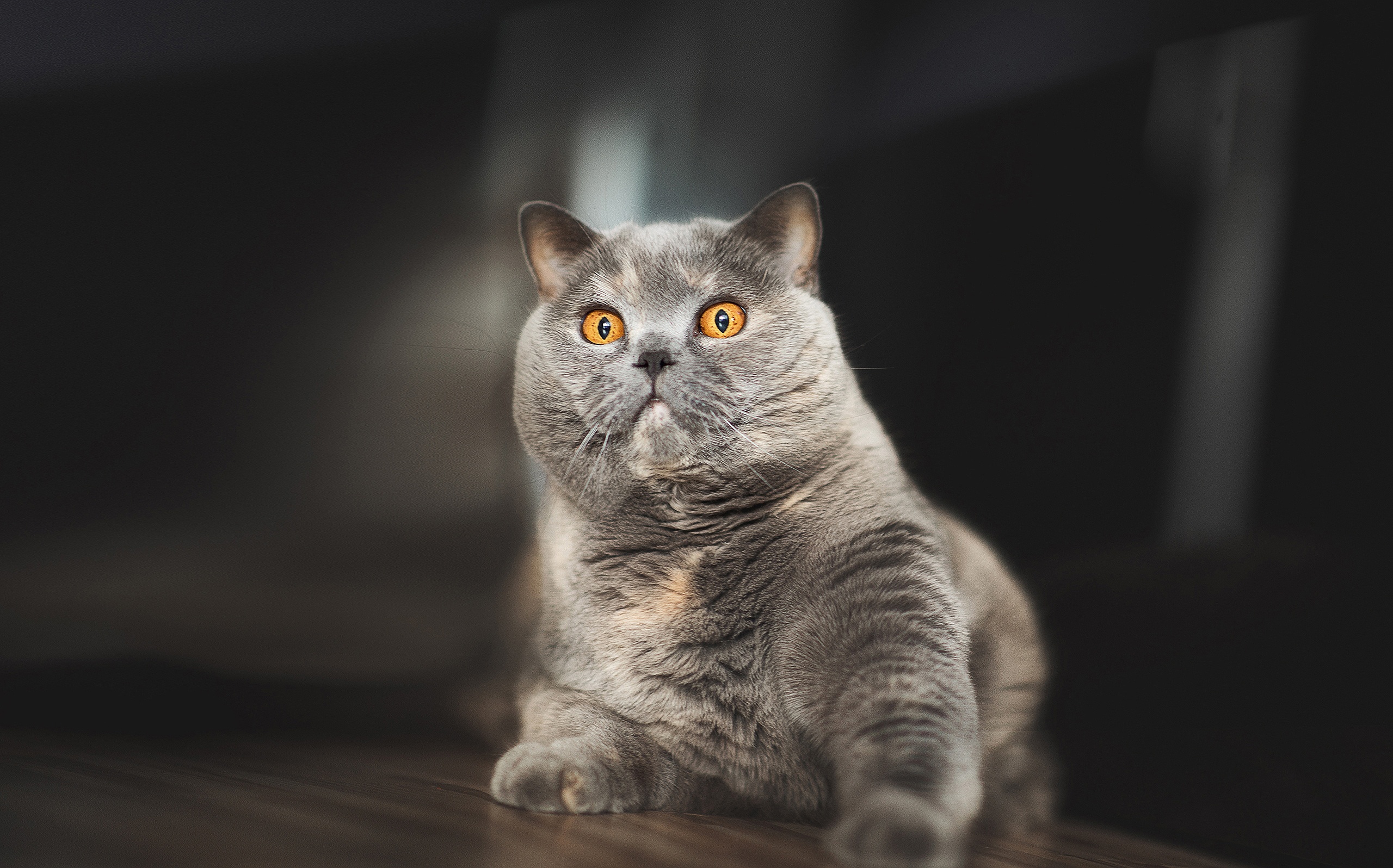 British Shorthair Cat Pet 2560x1596