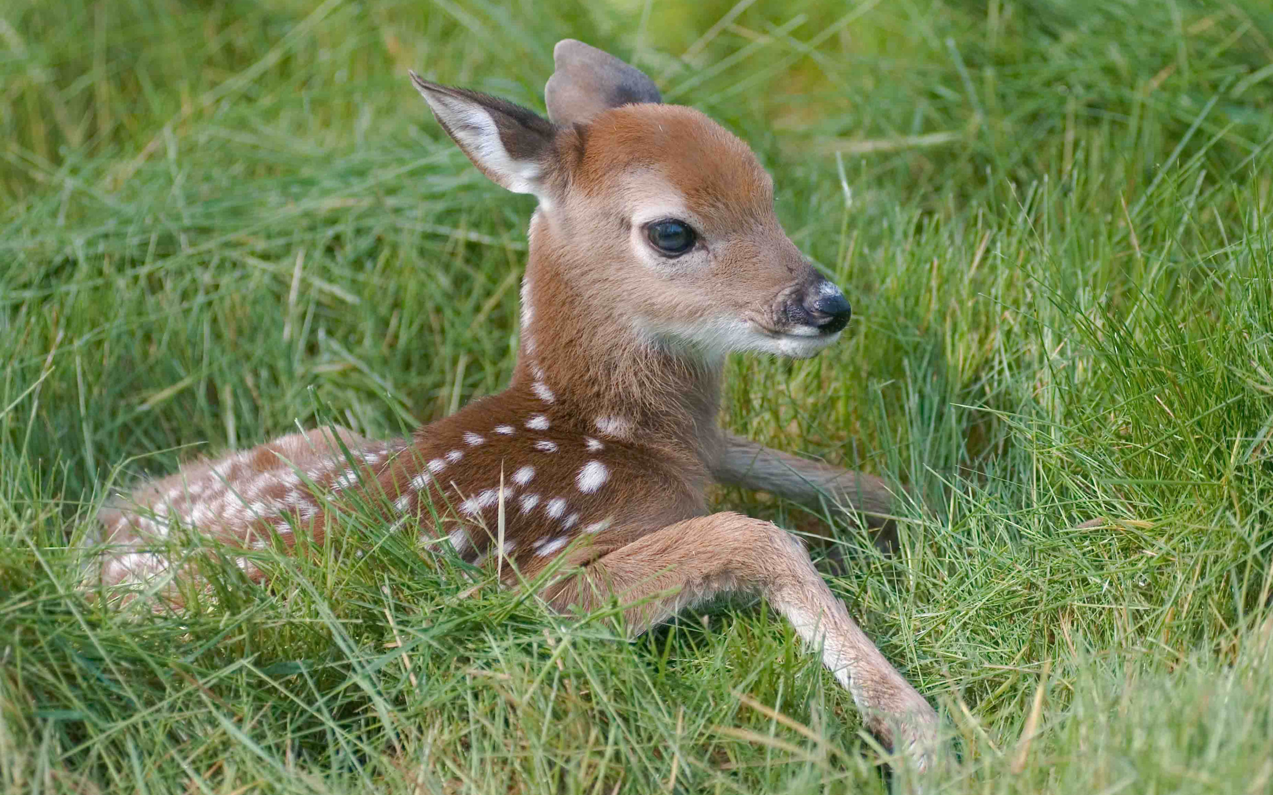 Cute Deer Fawn Grass 2560x1600