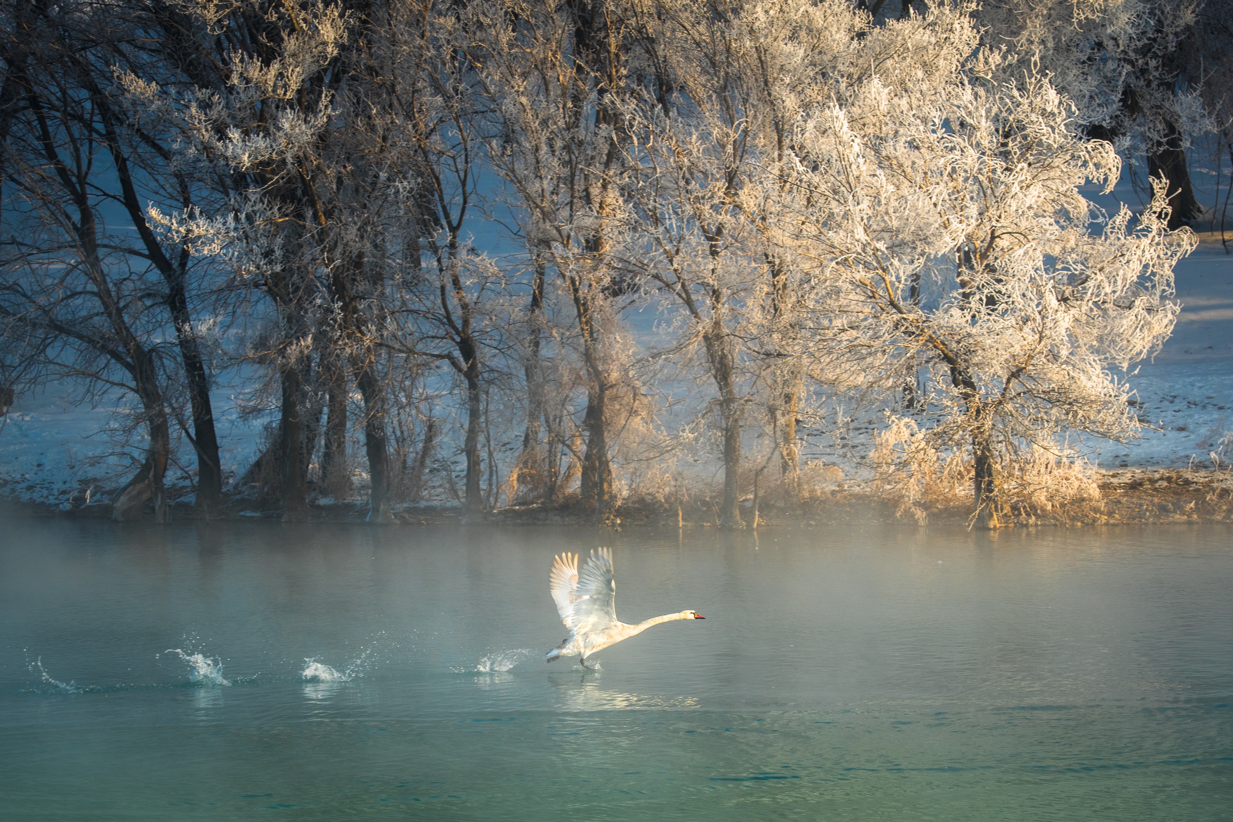 Bird Mute Swan Swan Wildlife 2500x1667