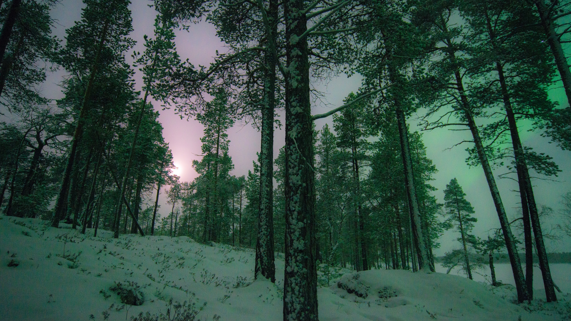Nature Trees Forest Snow Winter Aurorae Finland 1920x1080