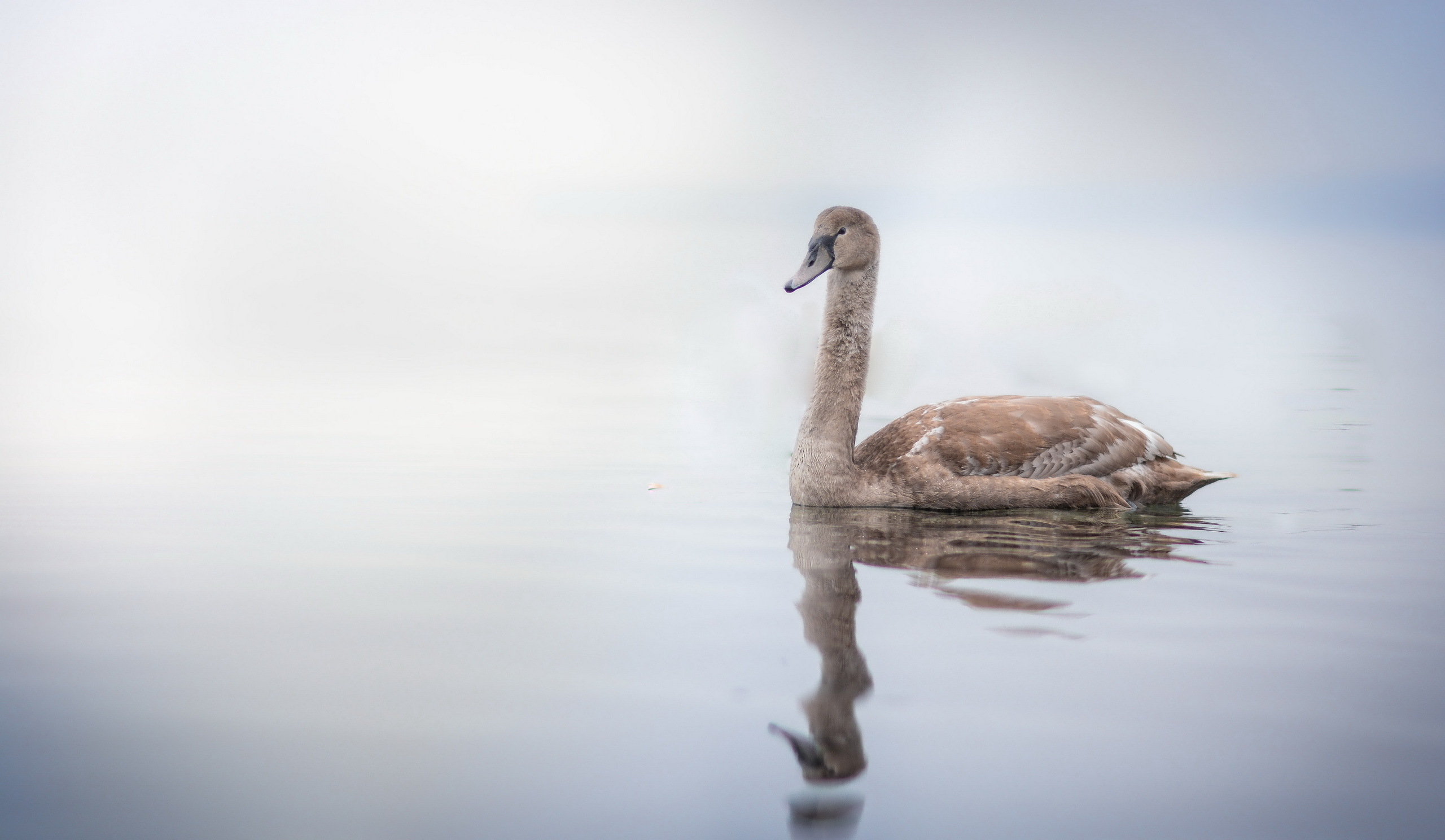 Bird Reflection Swan Wildlife 2560x1488