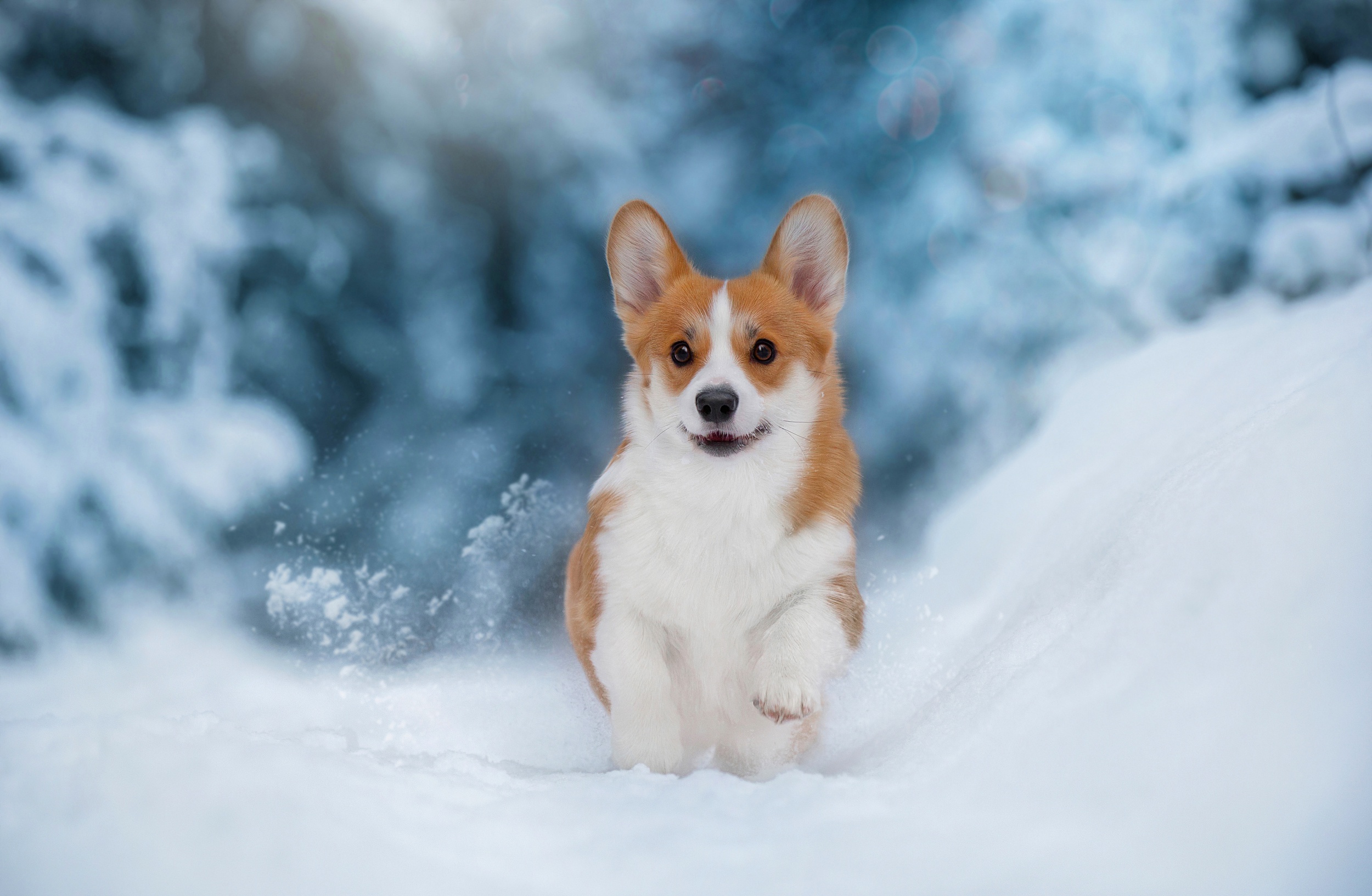 Corgi Dog Pet Snow Winter 2500x1634