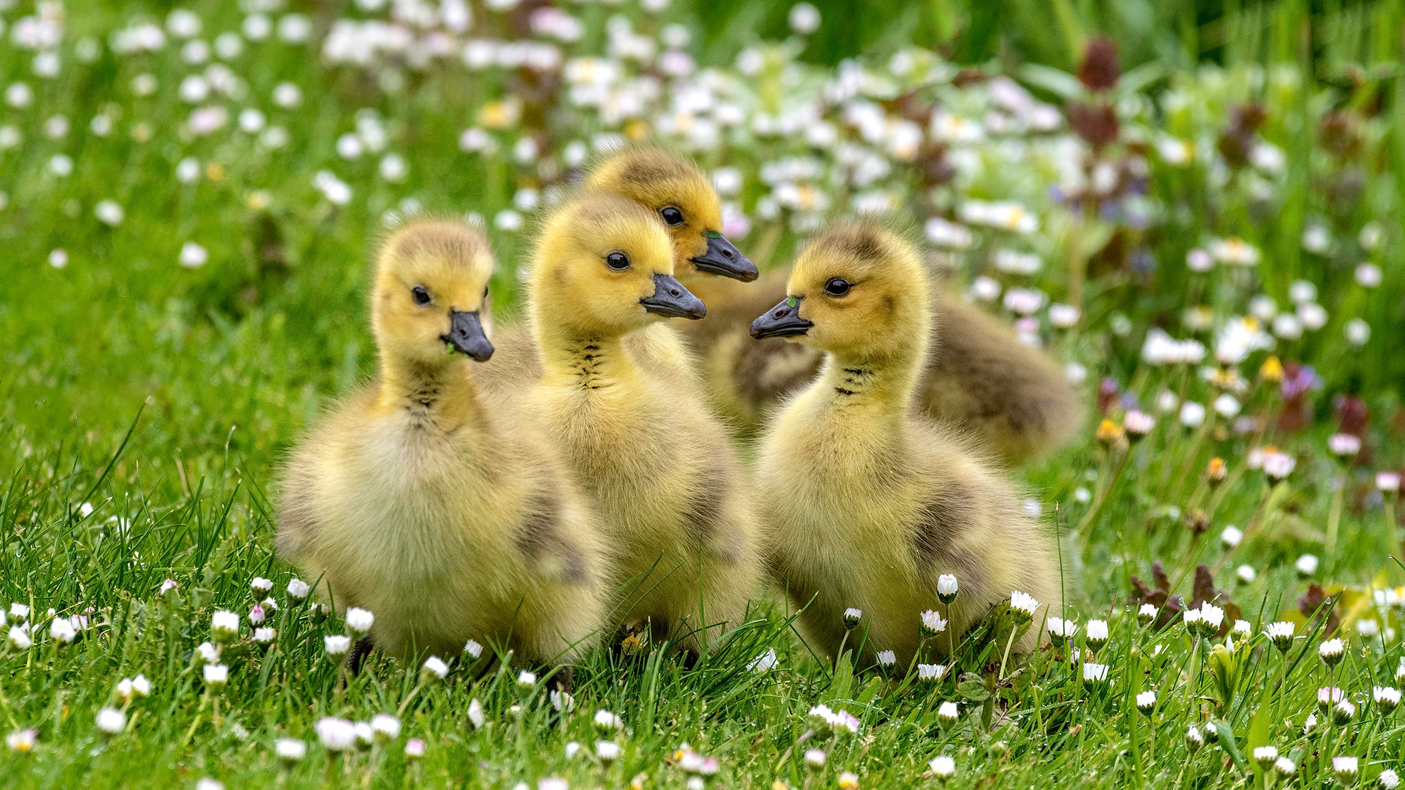 Baby Animal Bird Duck Duckling Wildlife 2048x1152