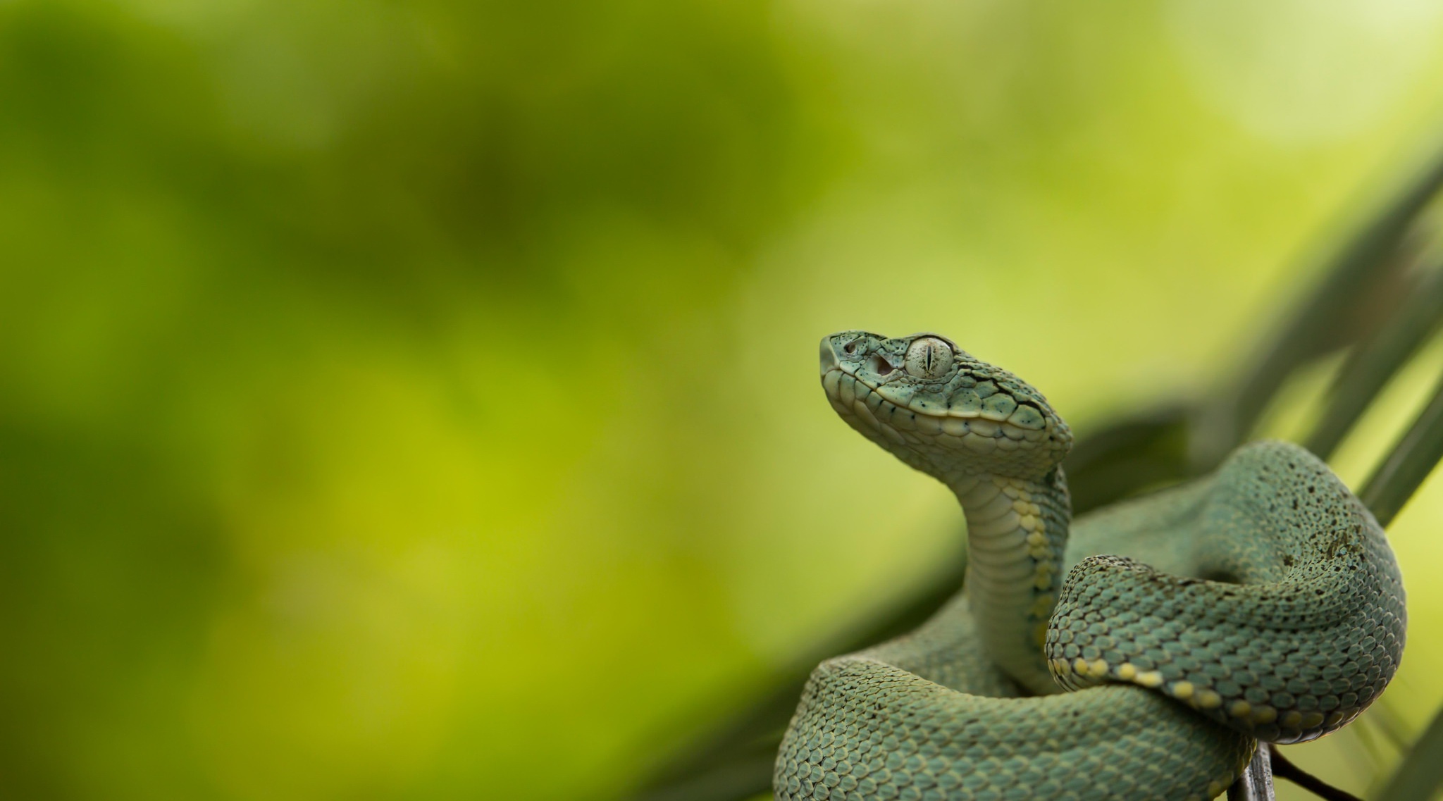 Green Reptile Snake Viper 2048x1137