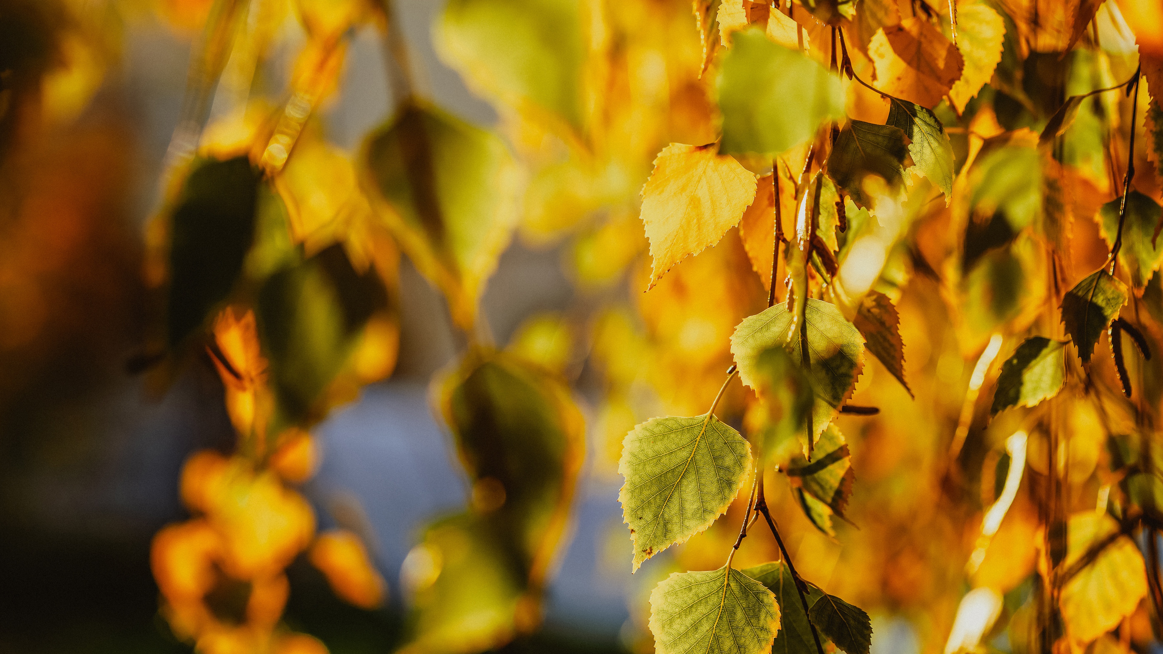 Birch Fall Leaf 3840x2160