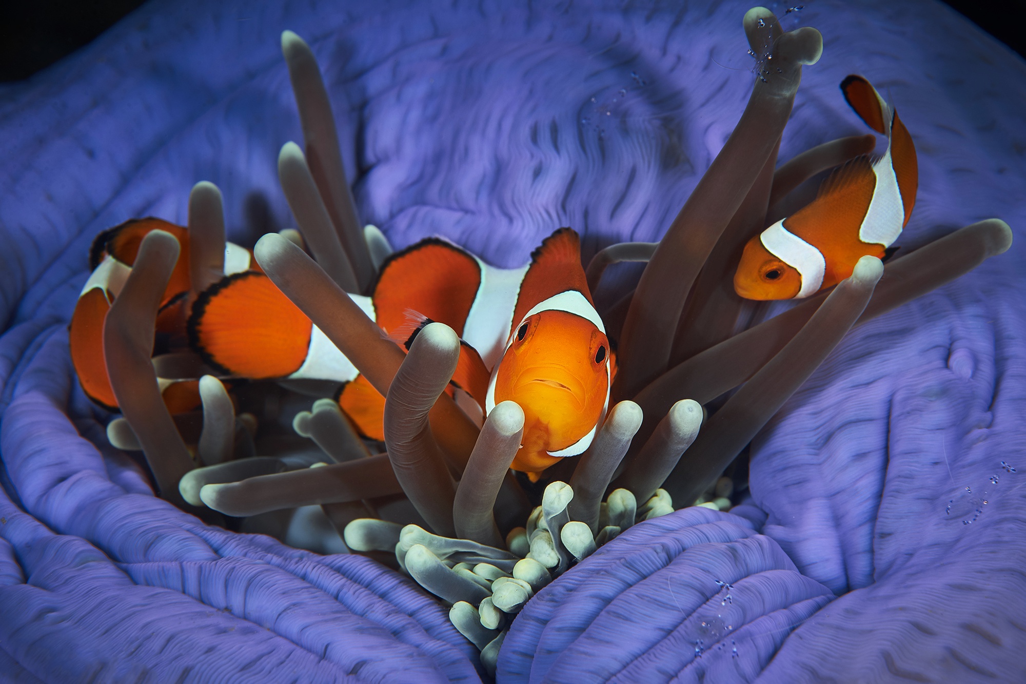 Clownfish Fish Sea Life 2000x1333
