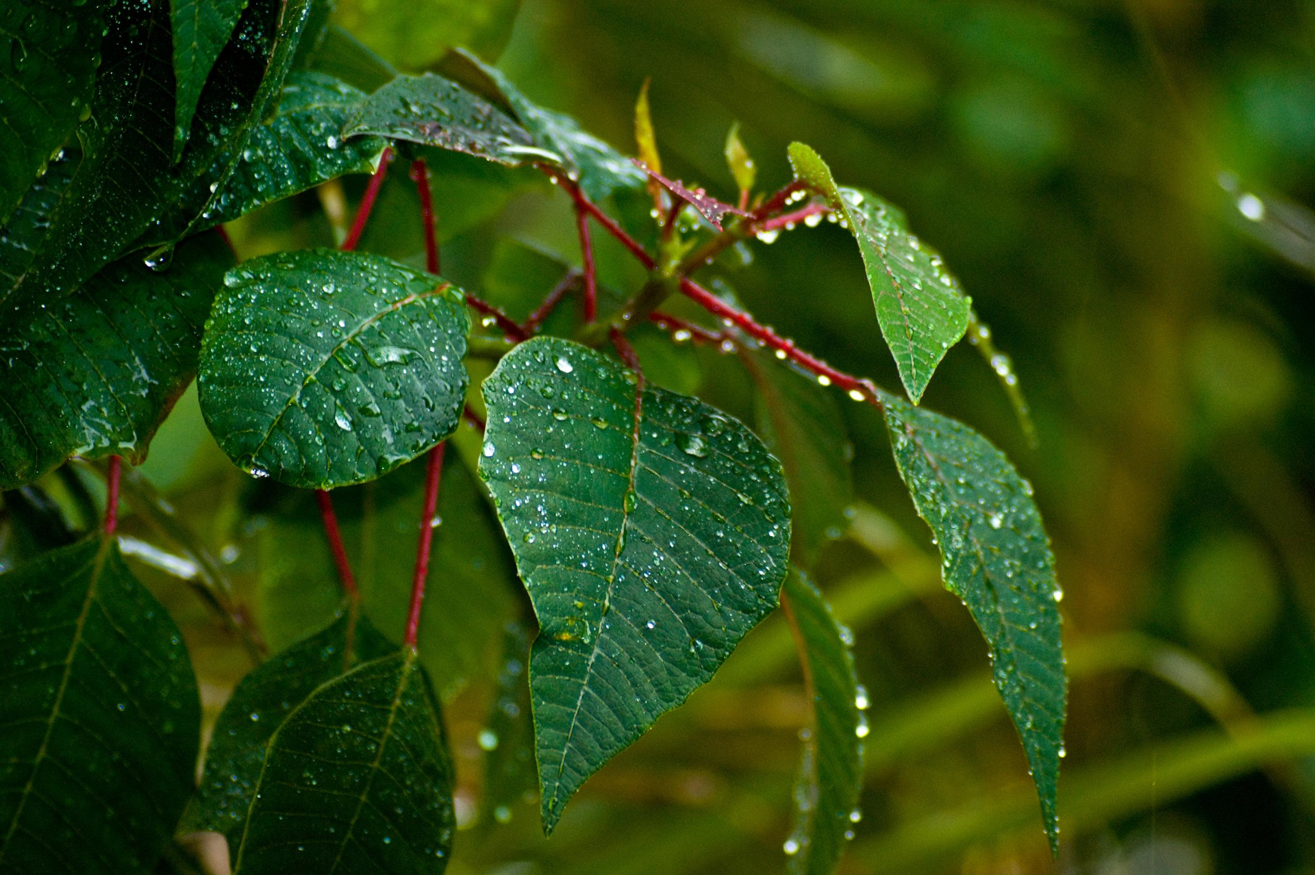 Greenery Leaf Nature Raindrops 1920x1278