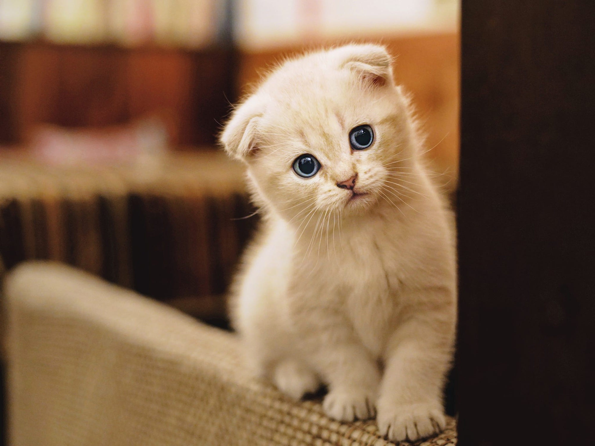 Baby Animal Cat Kitten Pet 2000x1500