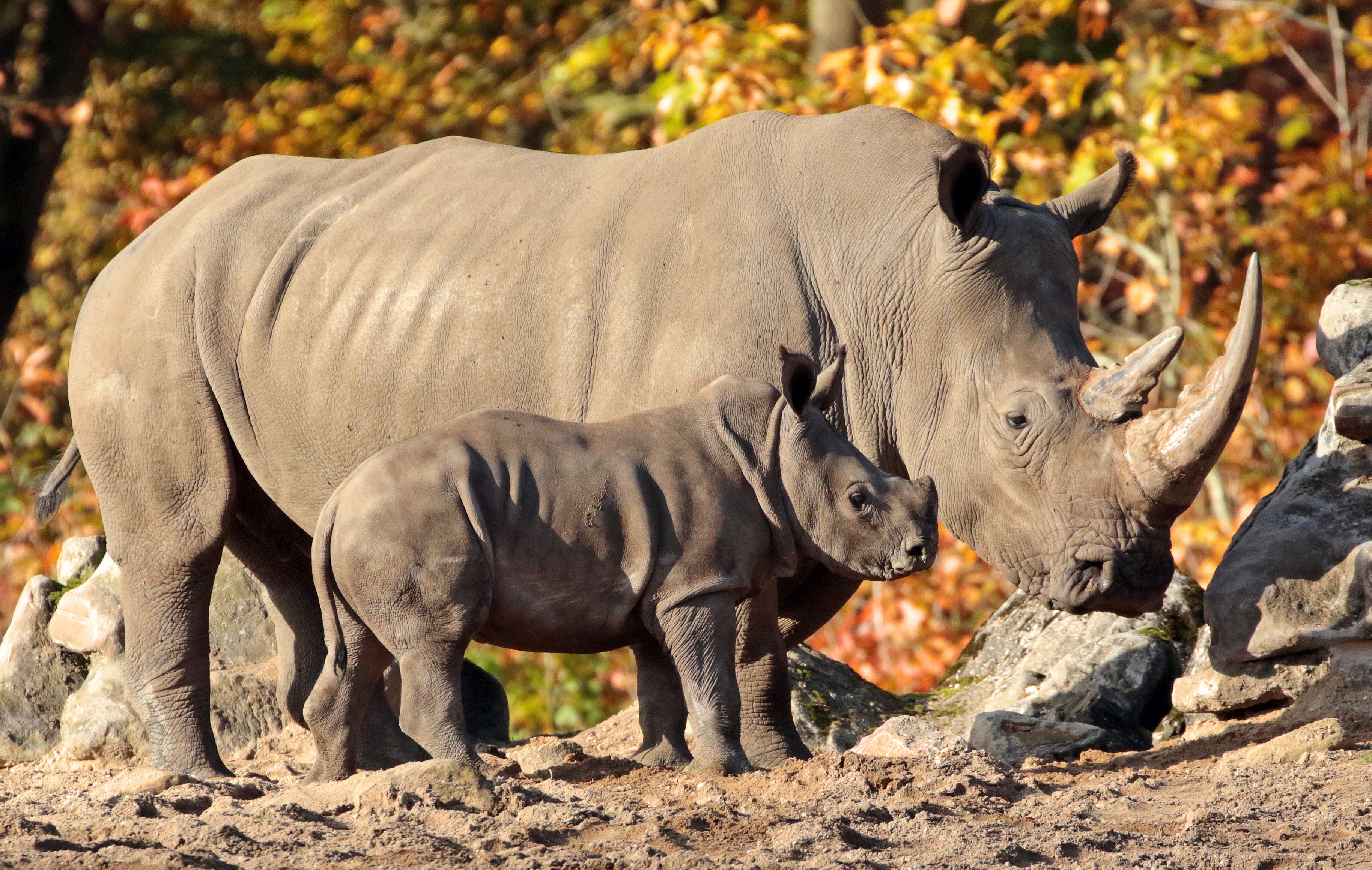 Baby Animal Rhino Wildlife 3656x2320