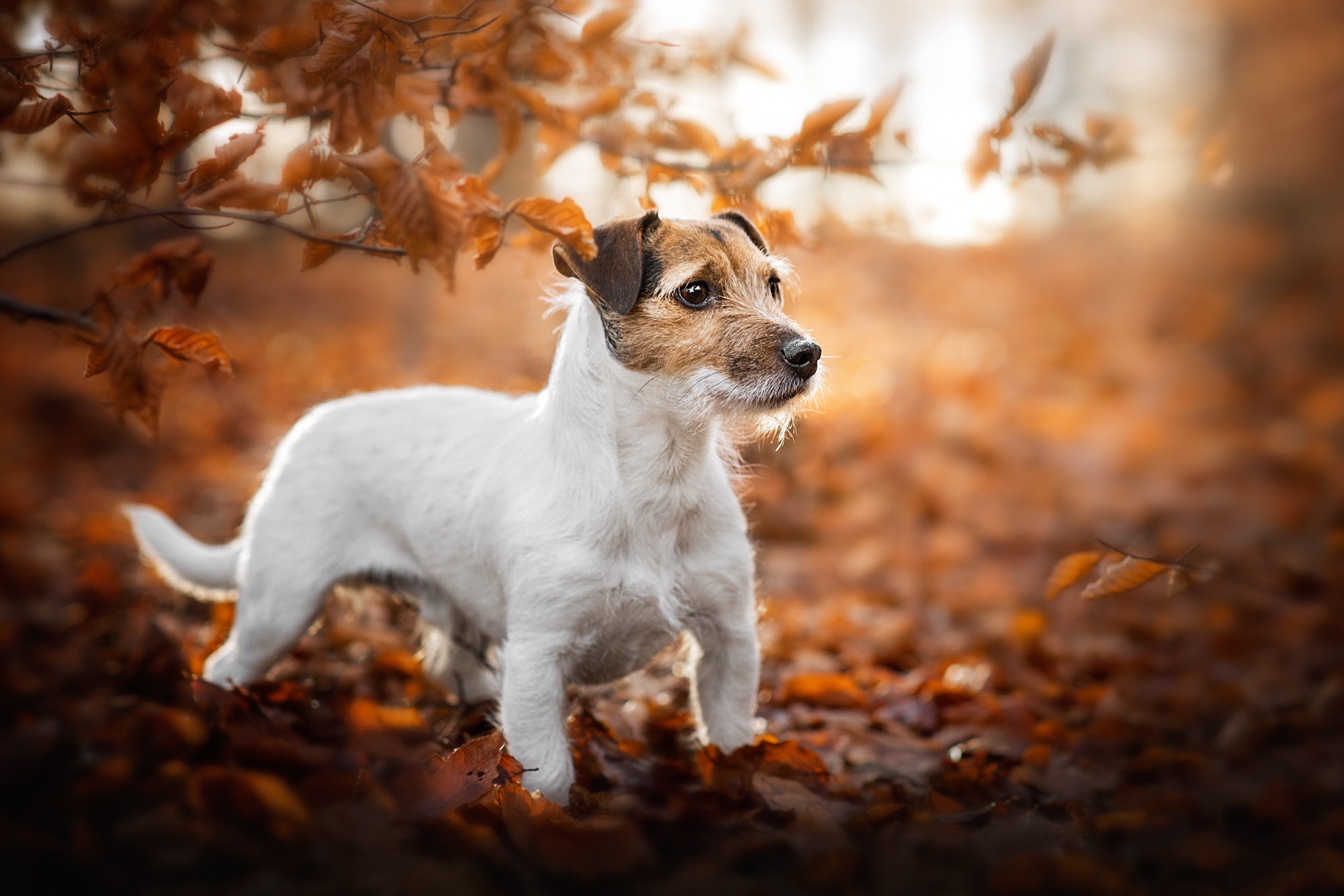 Baby Animal Dog Fall Jack Russell Terrier Pet Puppy 2000x1334