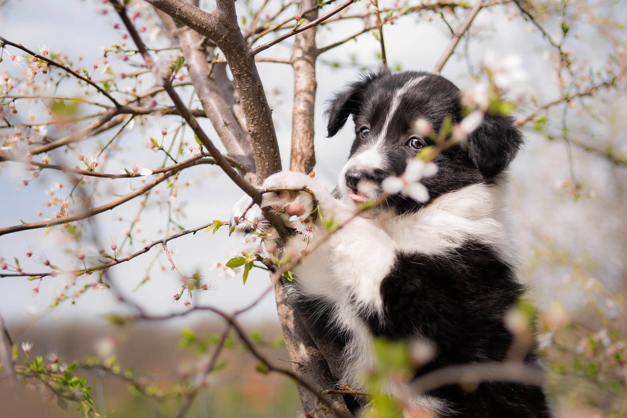 Baby Animal Border Collie Dog Pet Puppy 2048x1366