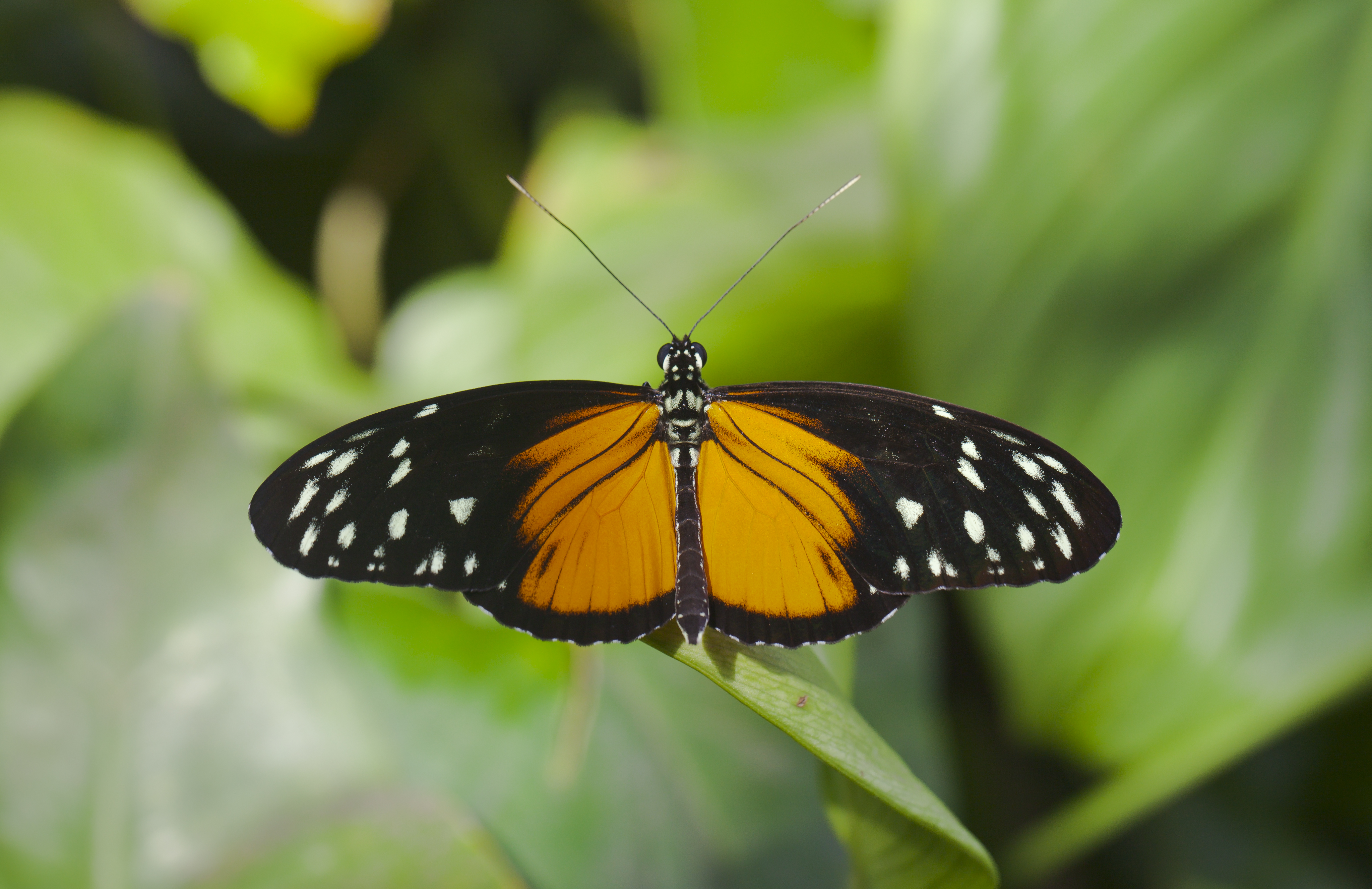 Animal Butterfly Tiger Longwing 4094x2652