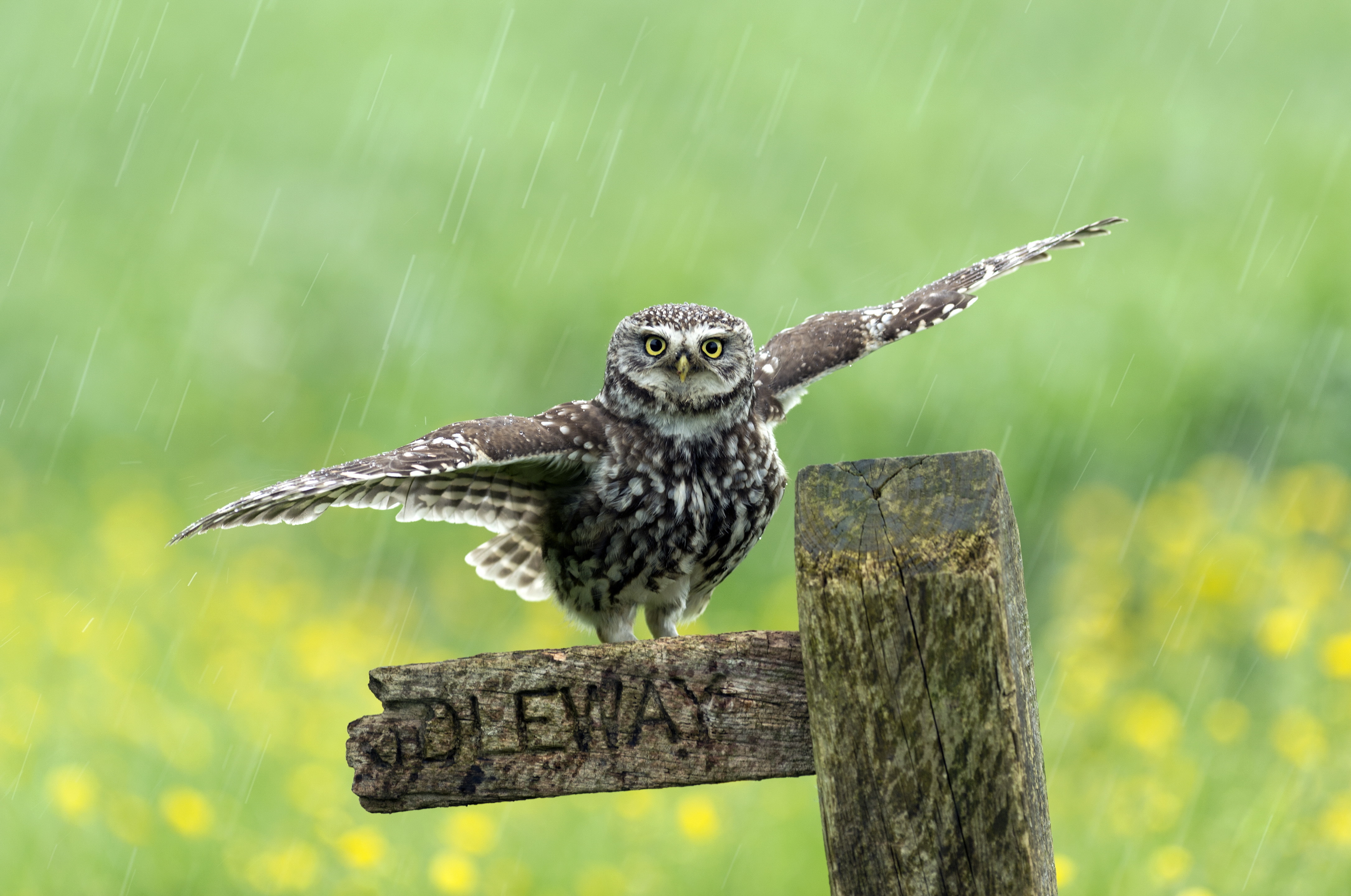 Bird Depth Of Field Owl Rain Wildlife 4342x2882