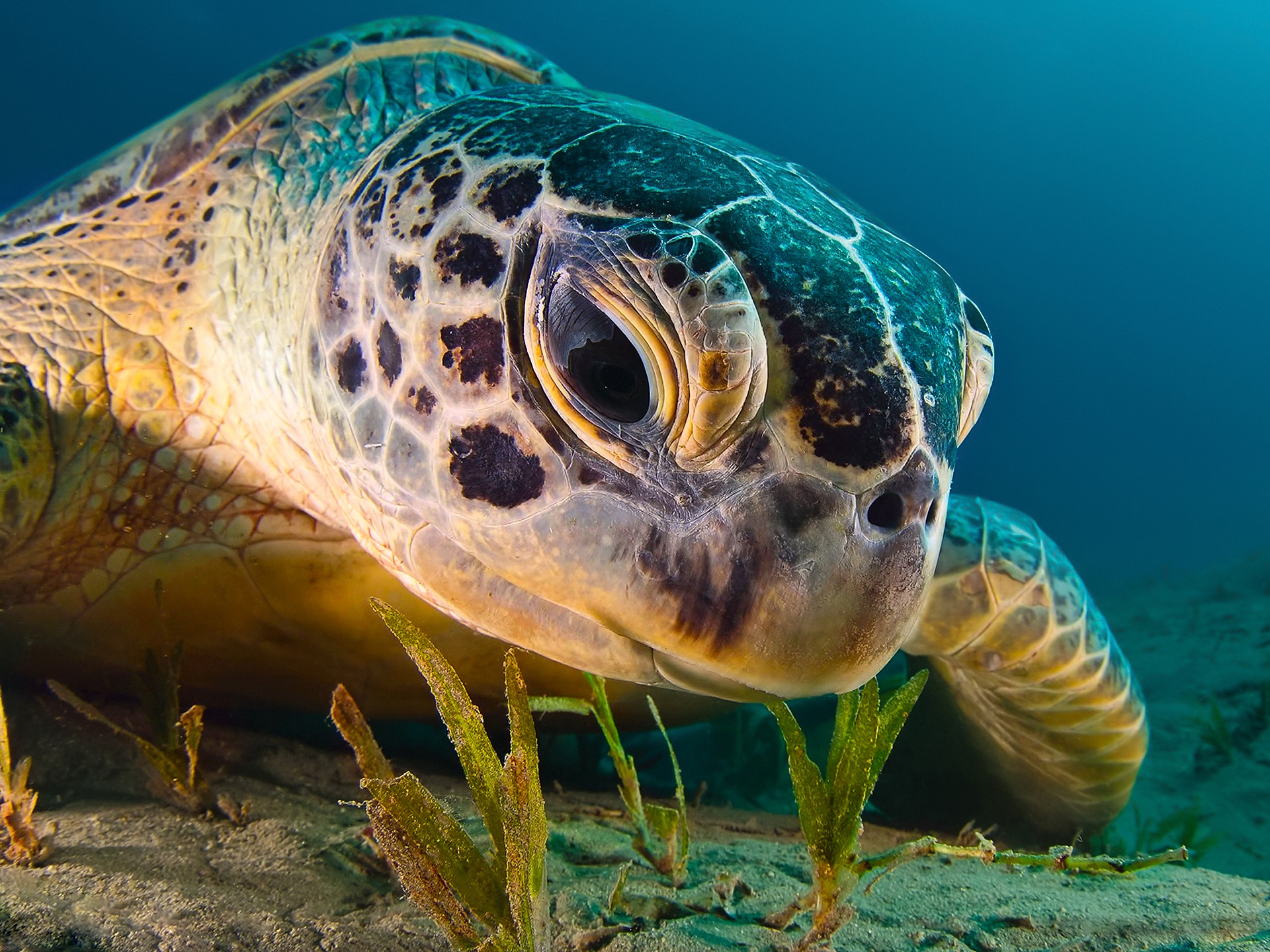 Close Up Sea Life Turtle 1920x1440