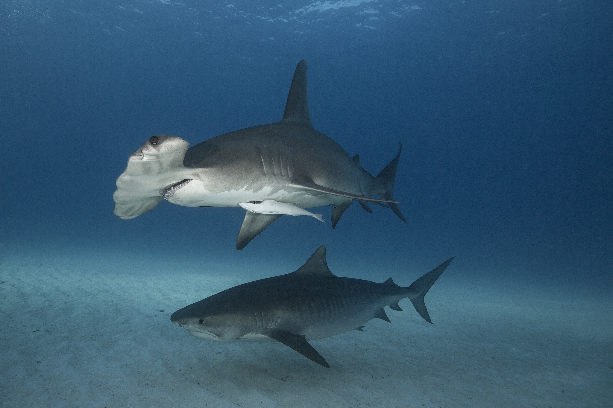 Hammerhead Shark Sea Life Shark Underwater Predator Animal 2048x1364