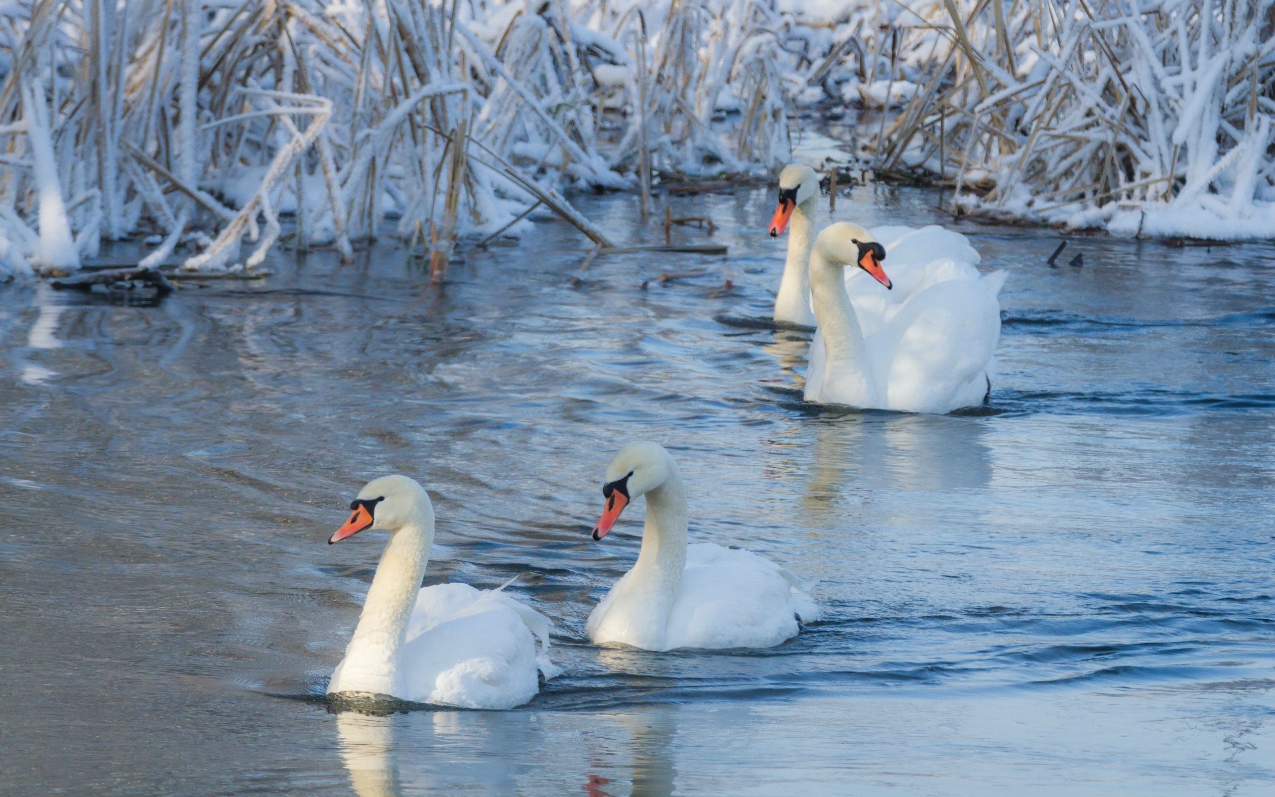 Bird Mute Swan Snow Swan Winter 2560x1600