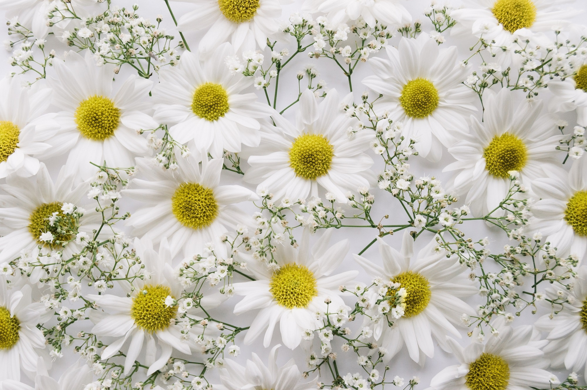 Baby 039 S Breath Chrysanthemum Flower White Flower 2000x1329