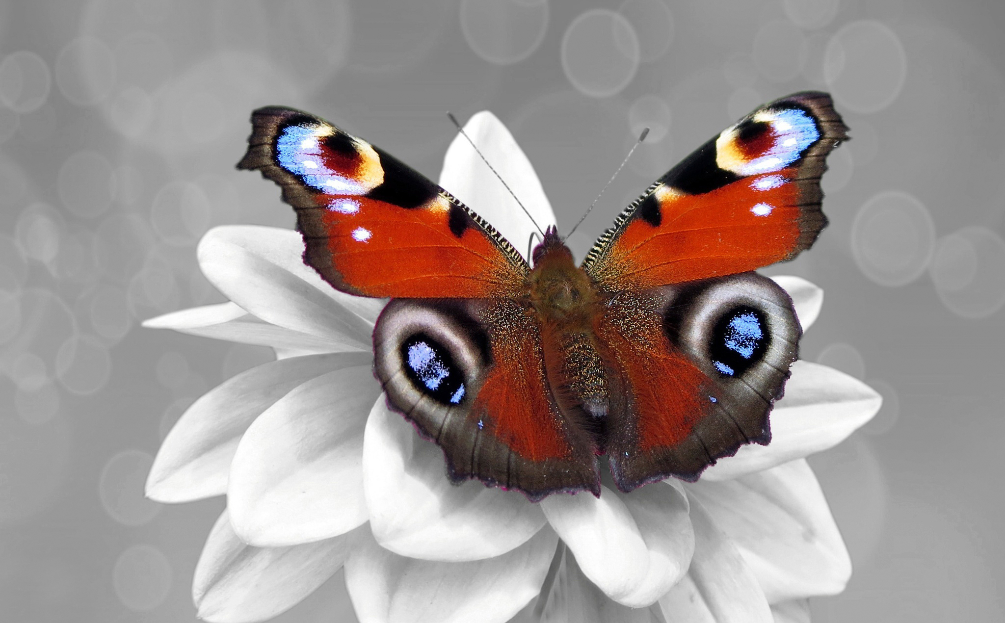 Butterfly Flower Insect 2048x1270