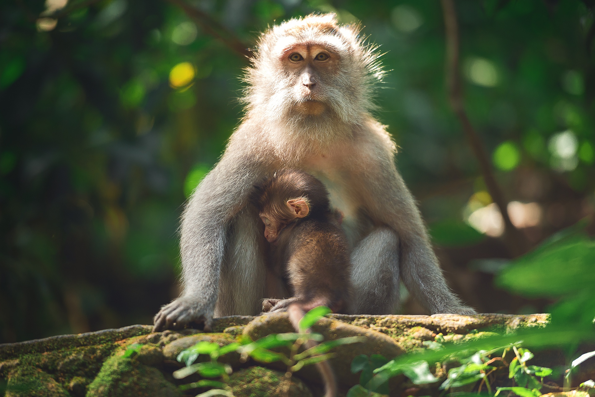 Baby Animal Monkey Primate Wildlife 1920x1282