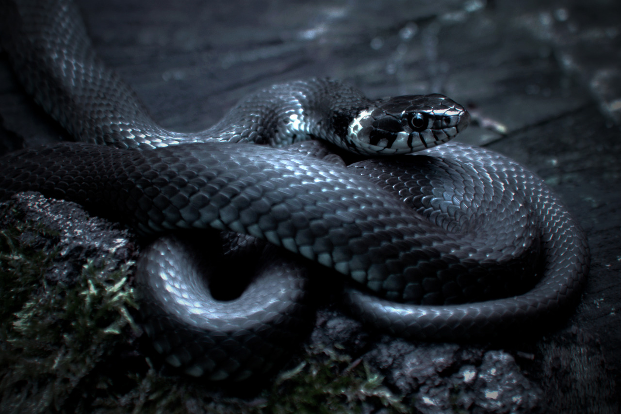 Snake Animals Reptile Nature Black 1280x852