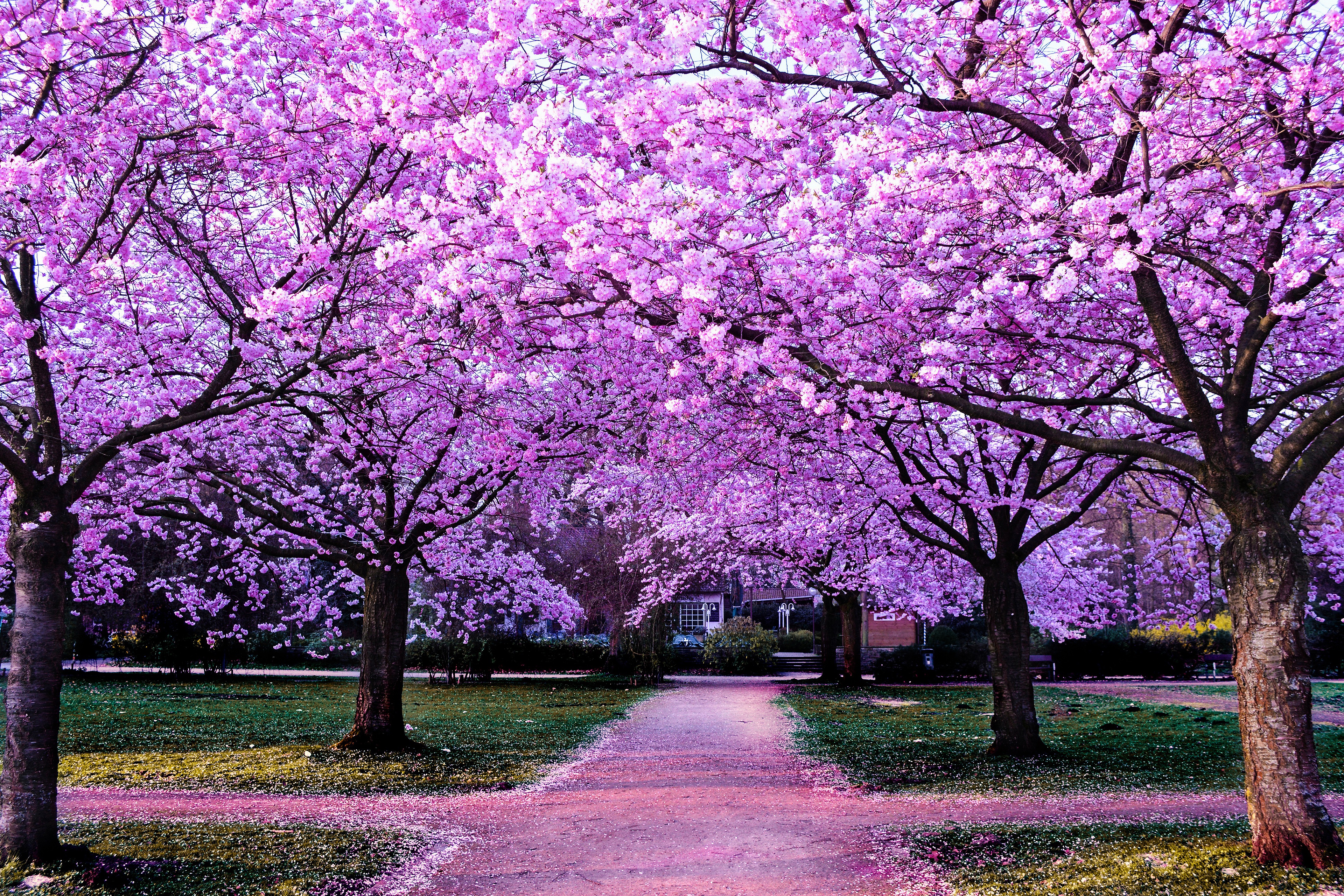 Blossom Park Path Sakura Spring 3840x2560