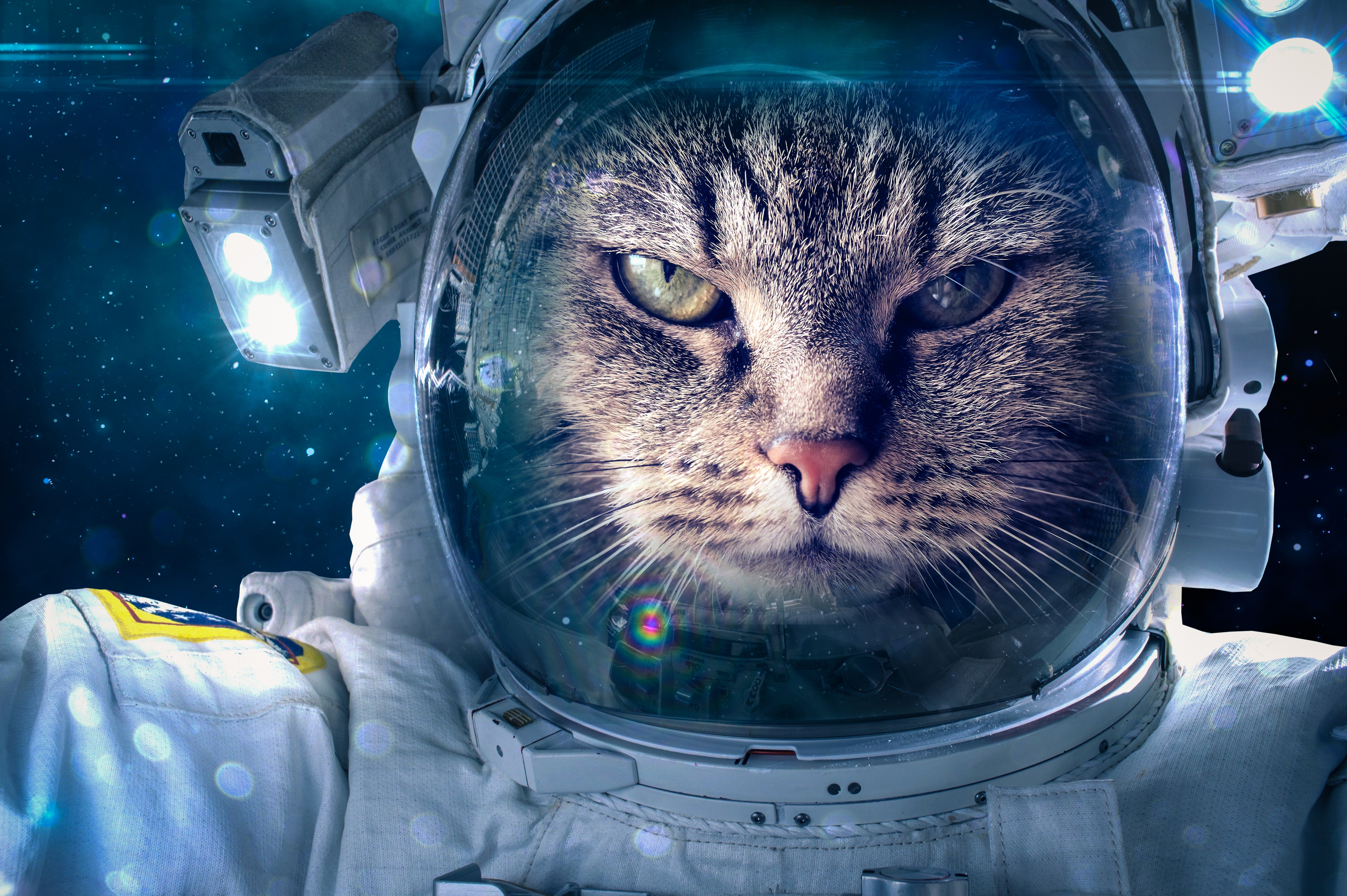 Astronaut Cat 4928x3280