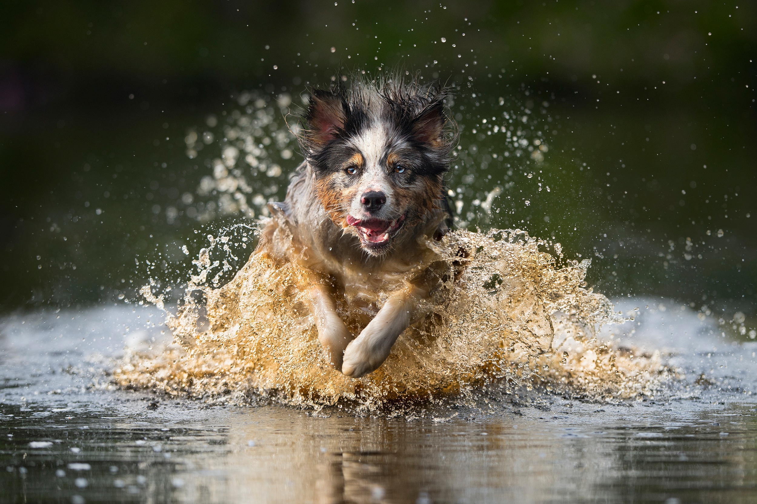 Australian Shepherd Dog Pet Splash Water 2499x1666