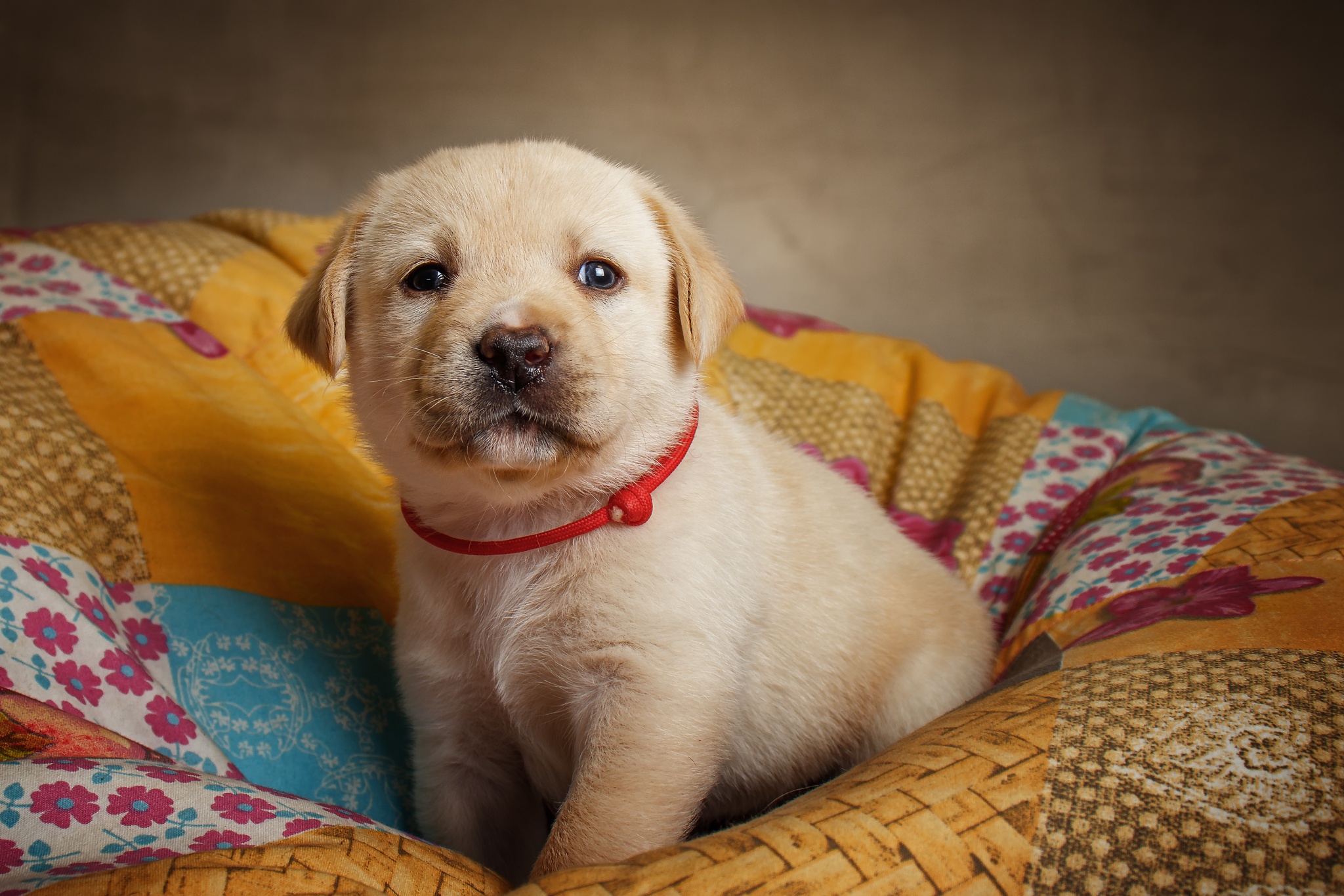 Baby Animal Dog Labrador Pet Puppy 2048x1366