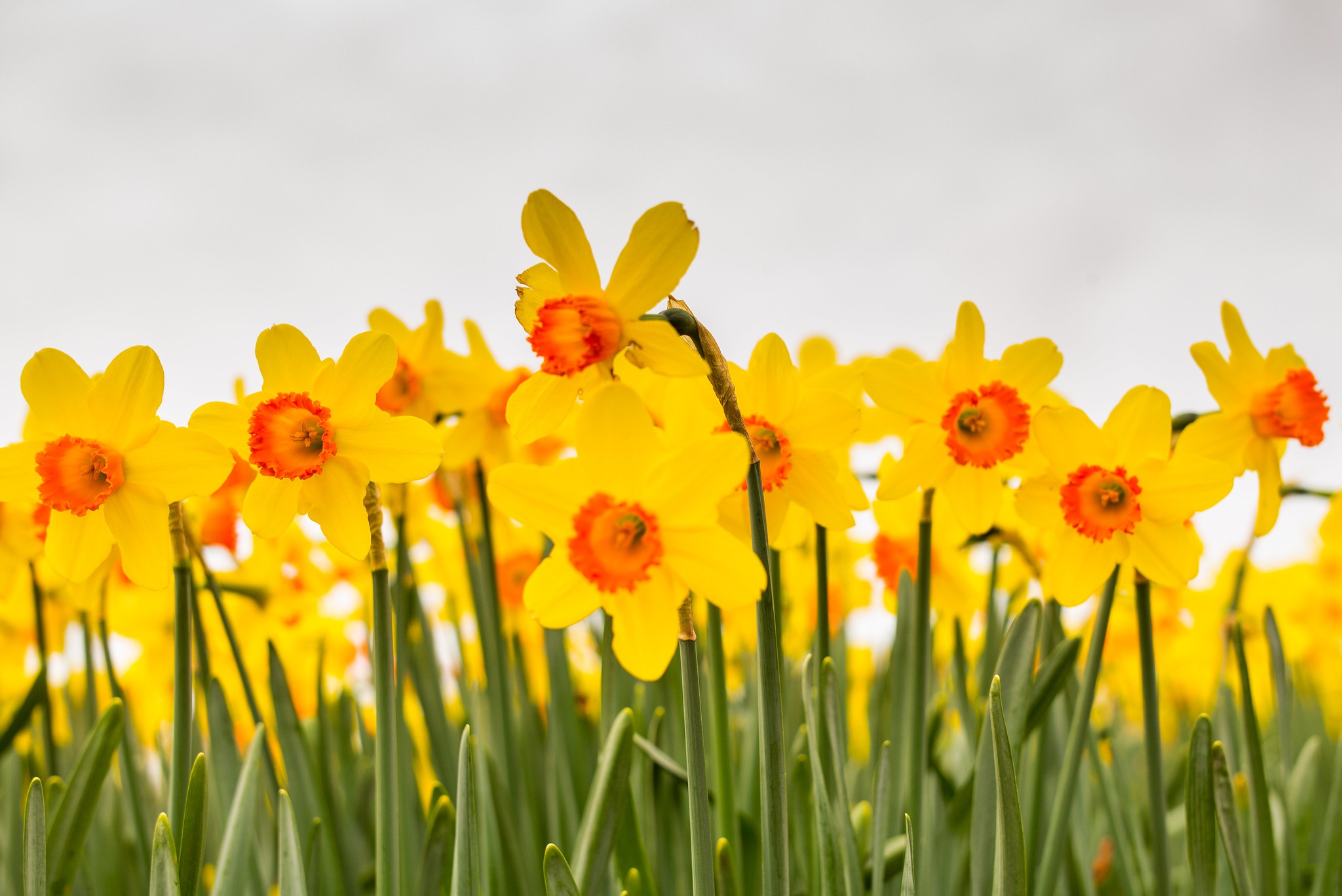 Daffodil Flower Nature Yellow Flower 2048x1368