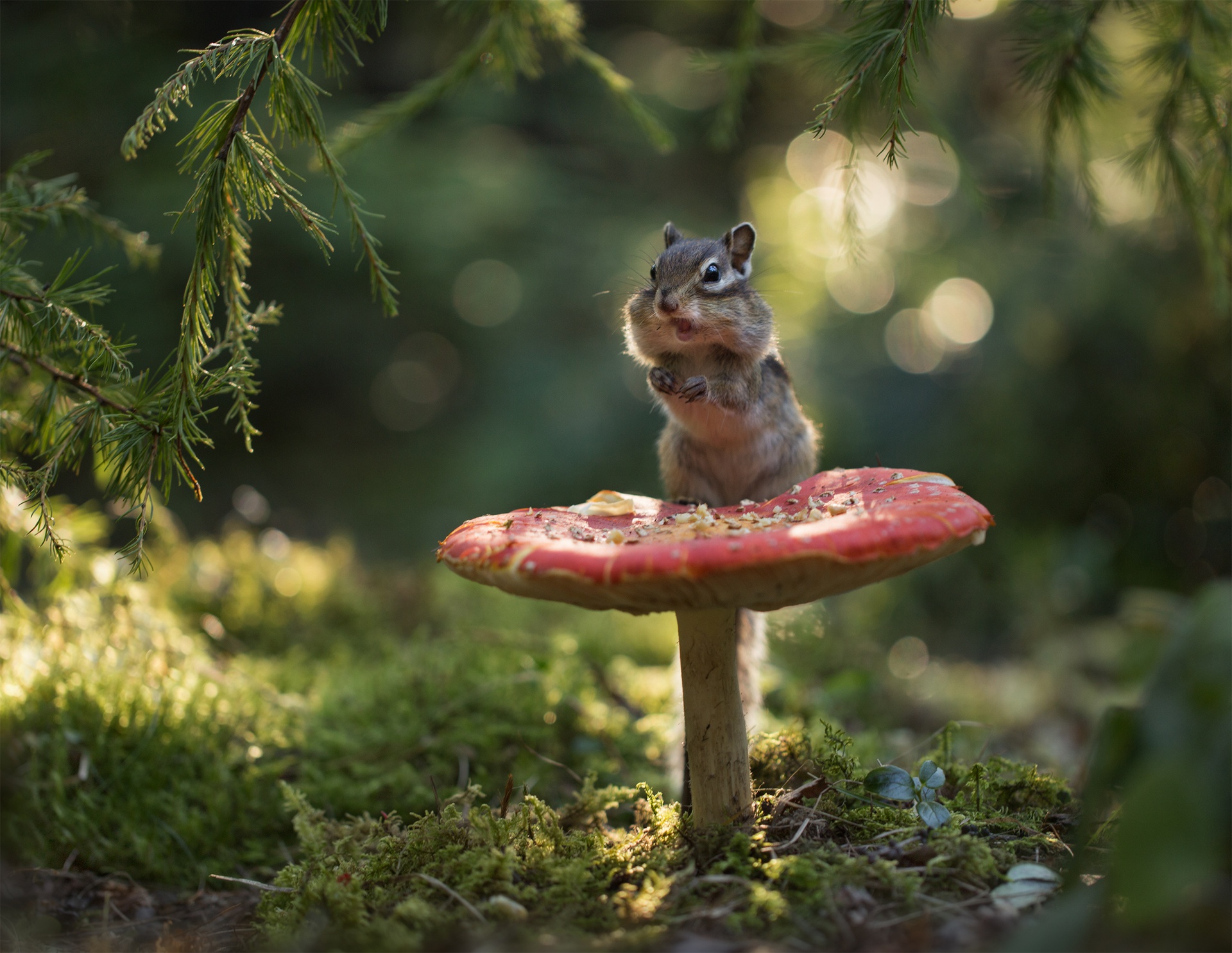 Chipmunk Mushroom Rodent Wildlife 1920x1485