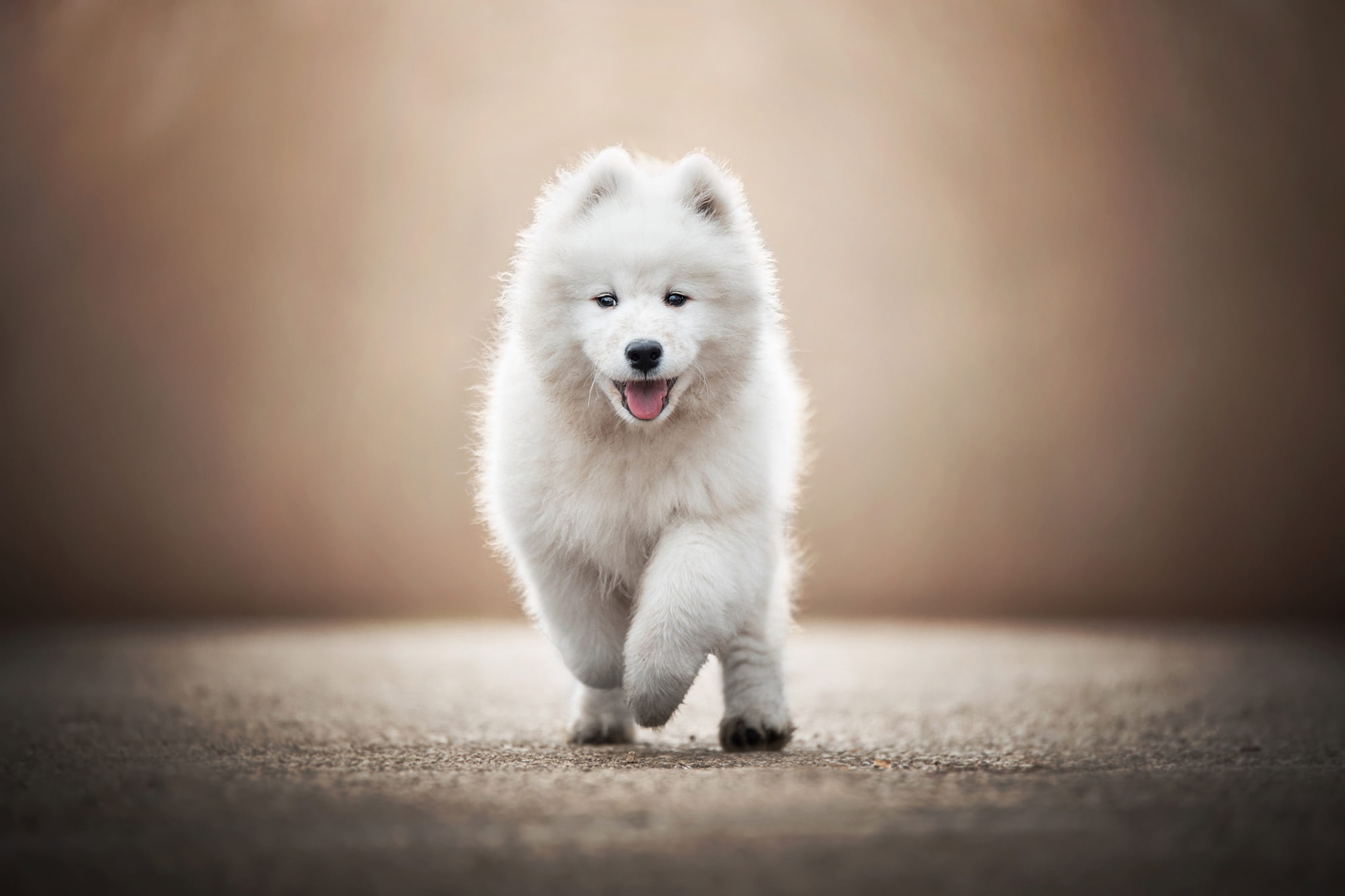 Baby Animal Dog Pet Puppy Samoyed 2048x1365