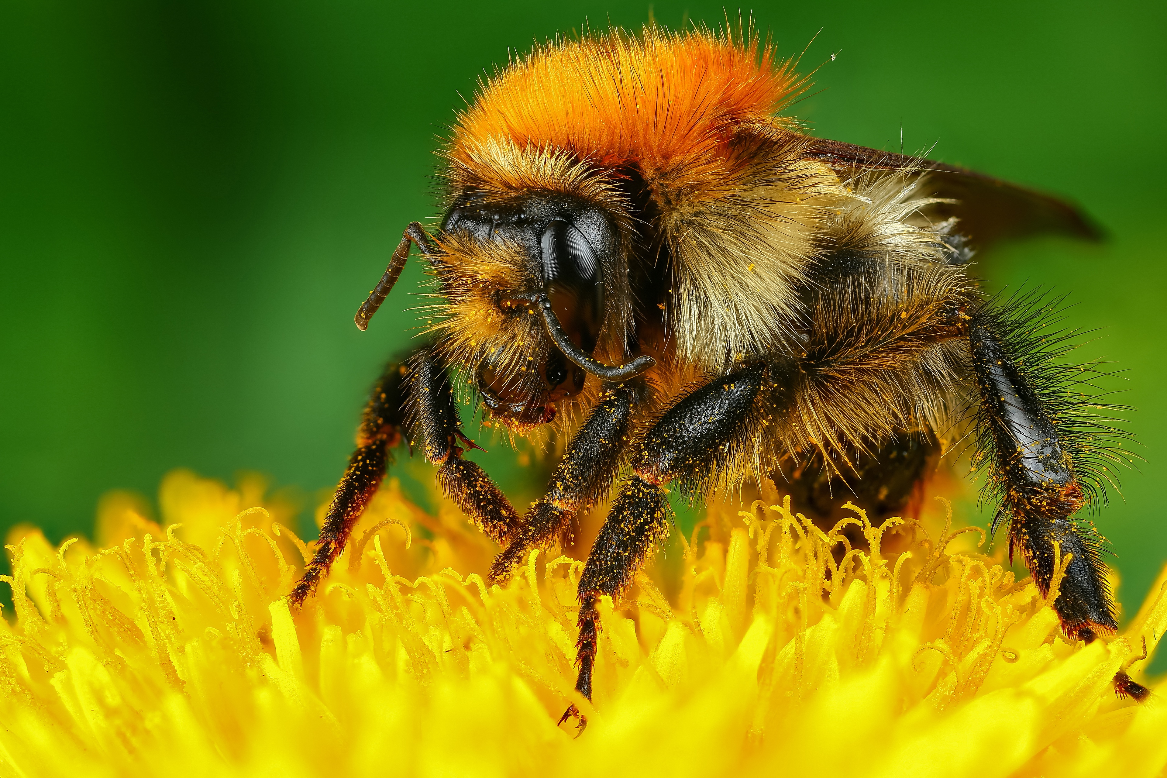 Bee Insect Macro 3840x2560