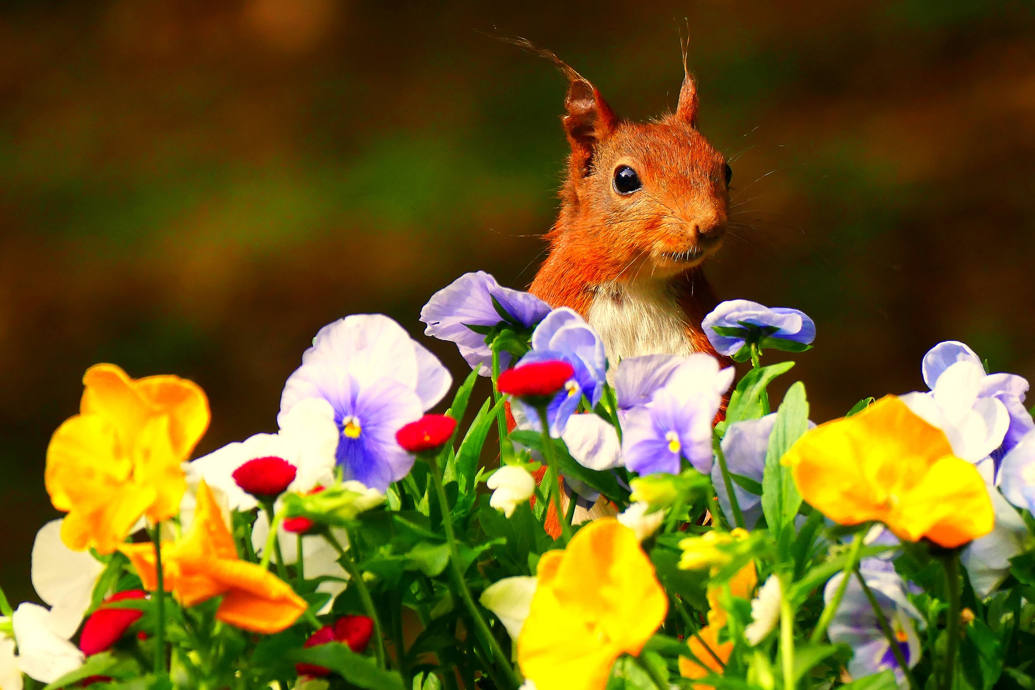 Flower Pansy Rodent Squirrel Wildlife 2048x1365