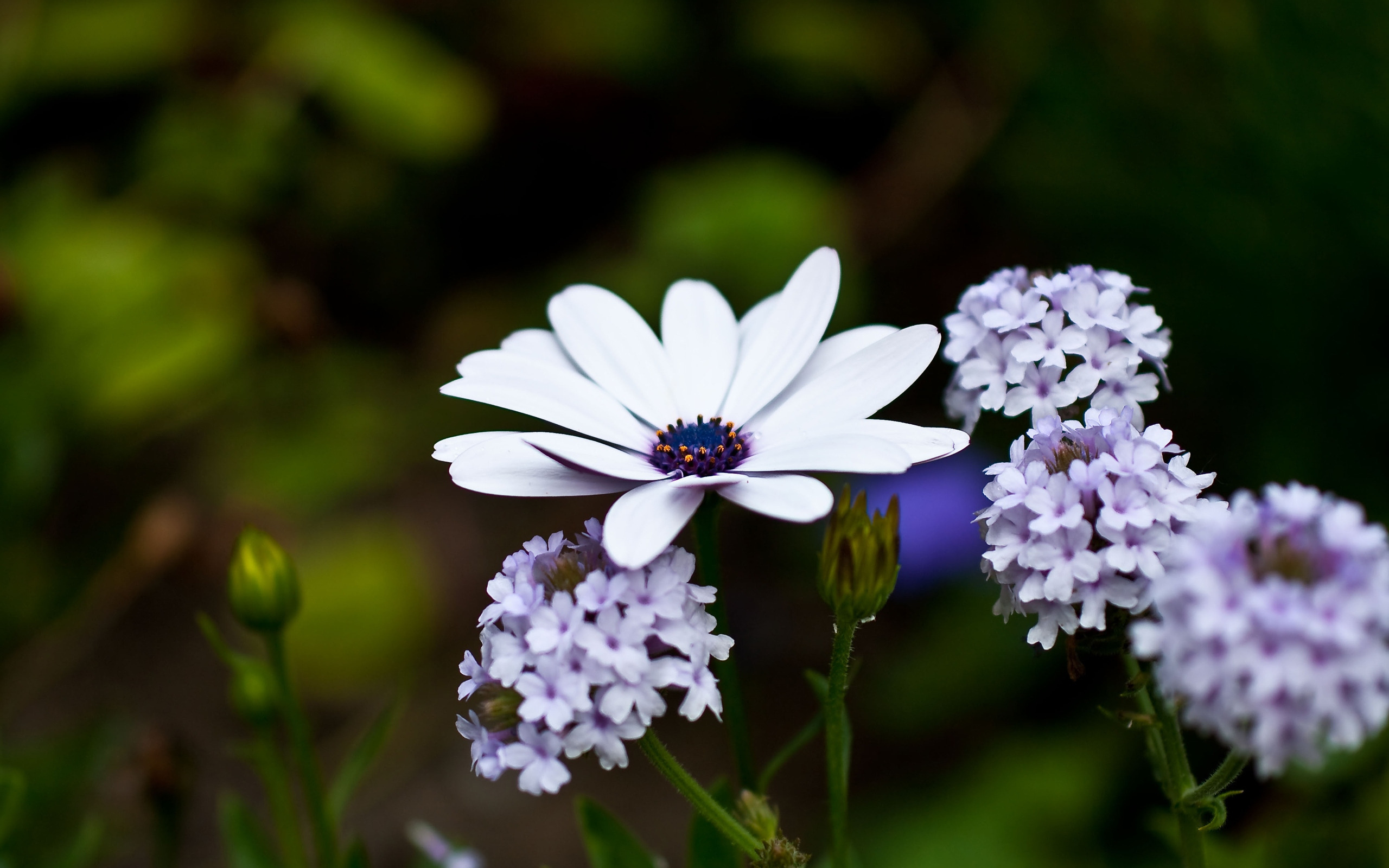 Colors Flower Macro Plant Purple White 2560x1600