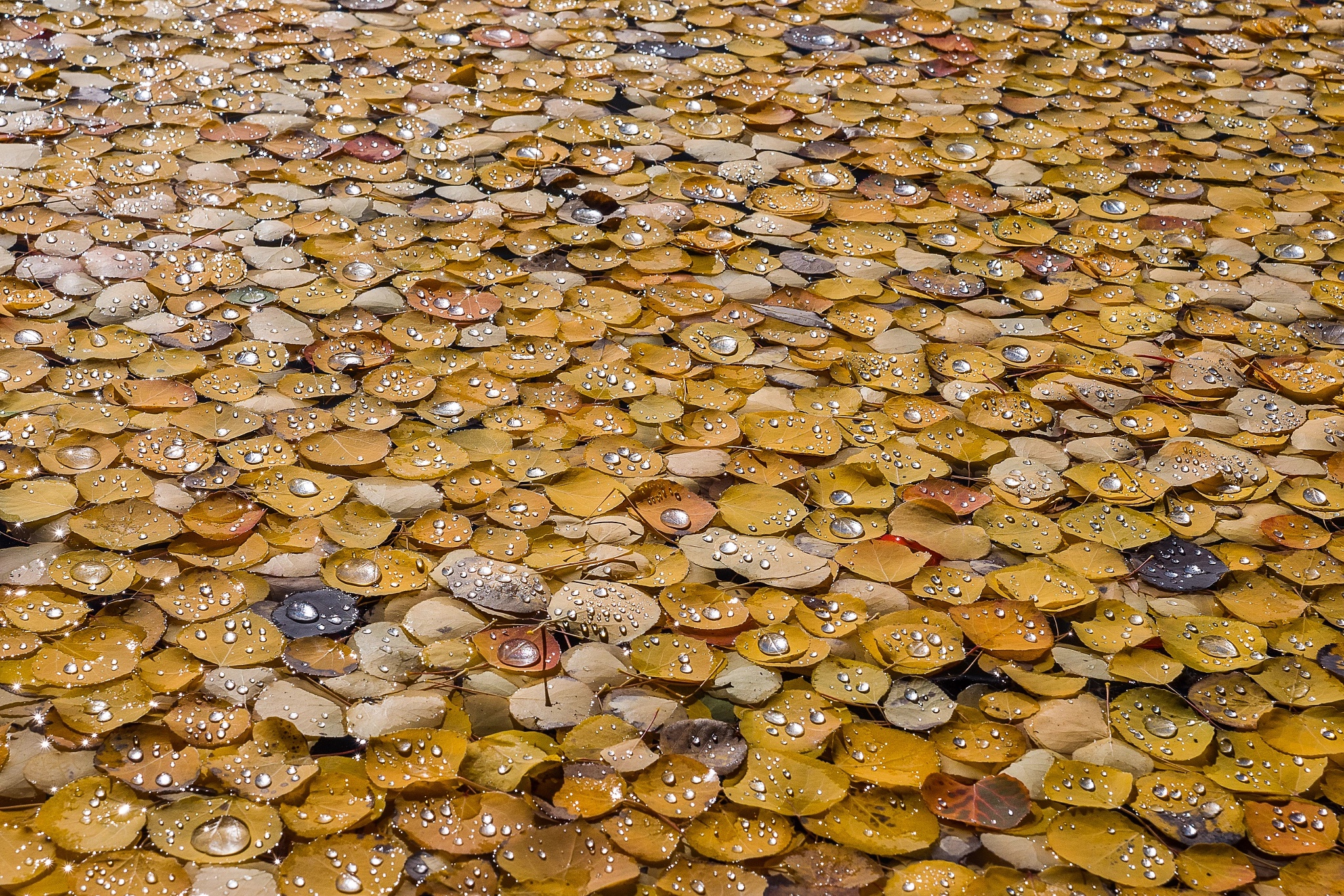 Fall Leaf Nature Water Drop 2048x1365