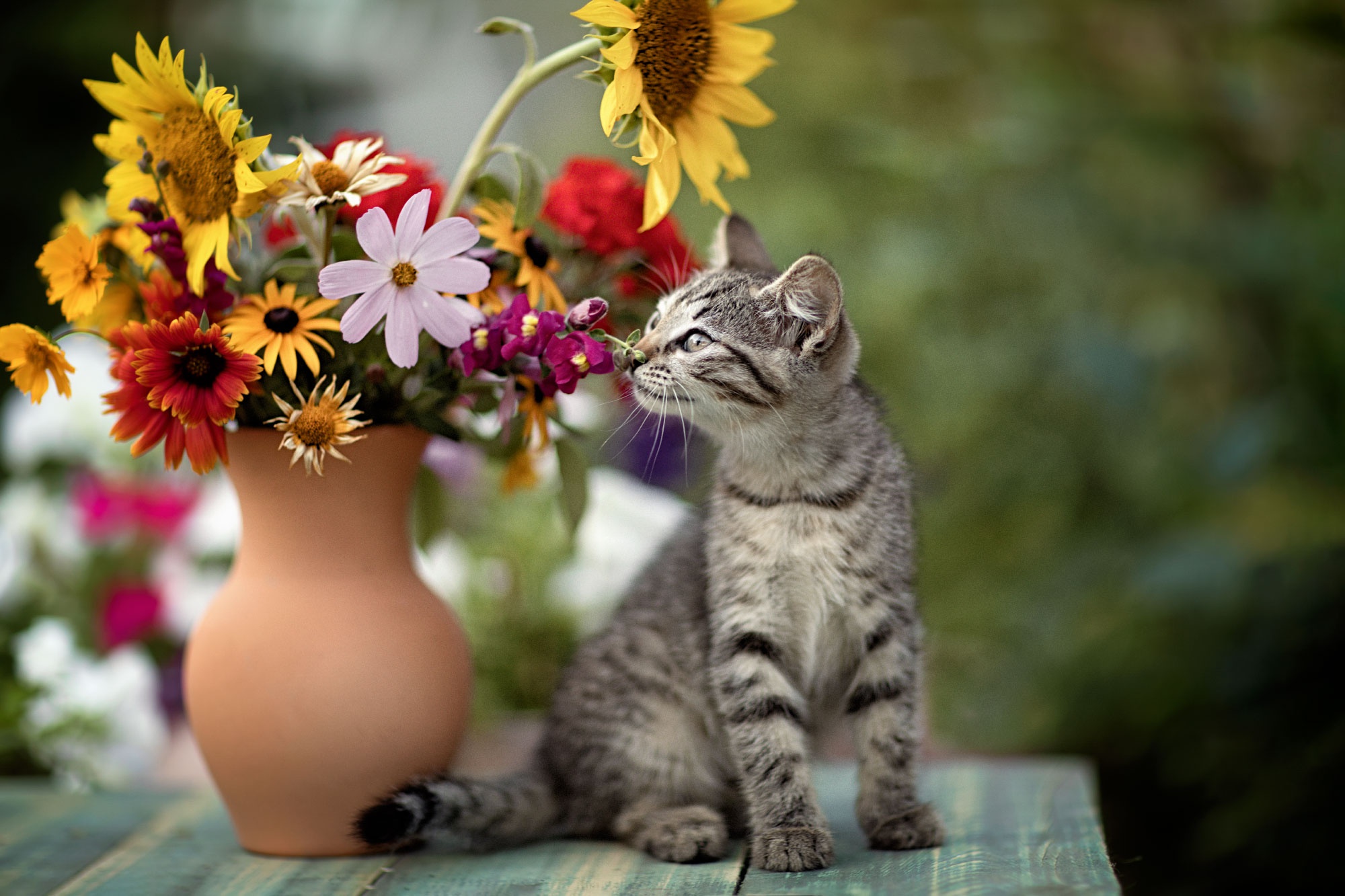 Flowers Plants Cats Colorful Animals Mammals Kittens 2000x1333