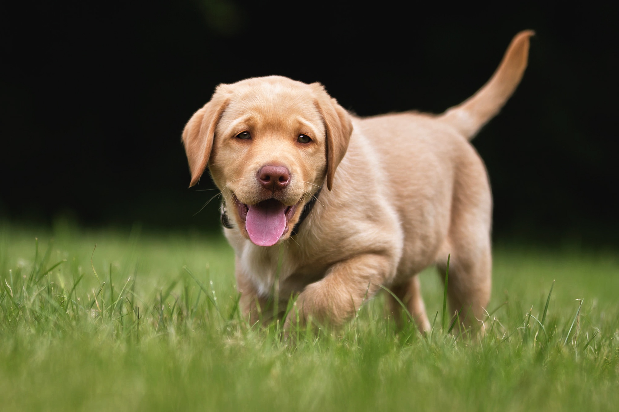 Baby Animal Dog Golden Retriever Pet Puppy 2048x1365