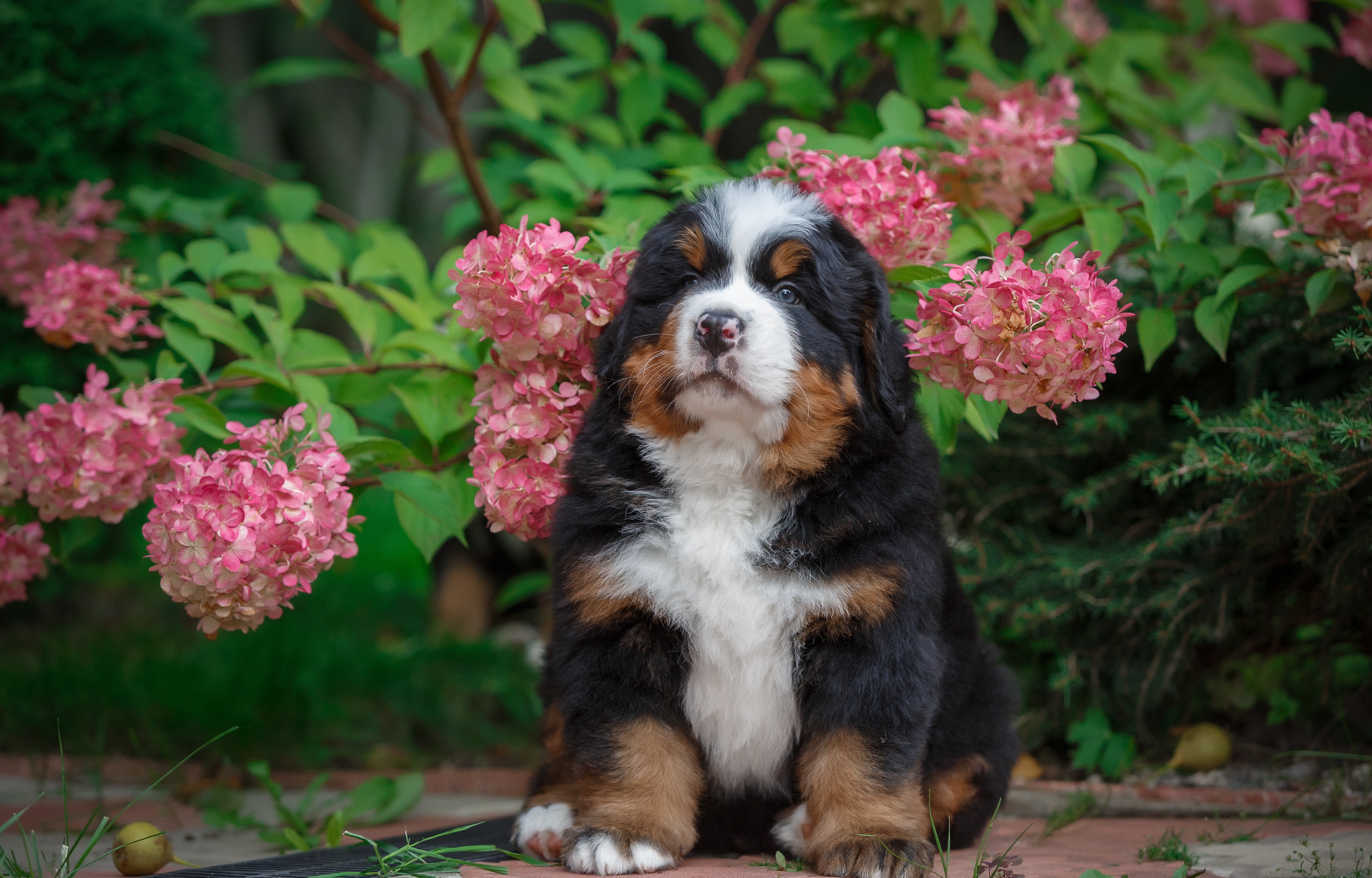 Baby Animal Bernese Mountain Dog Dog Flower Hydrangea Pet Puppy 4994x3195
