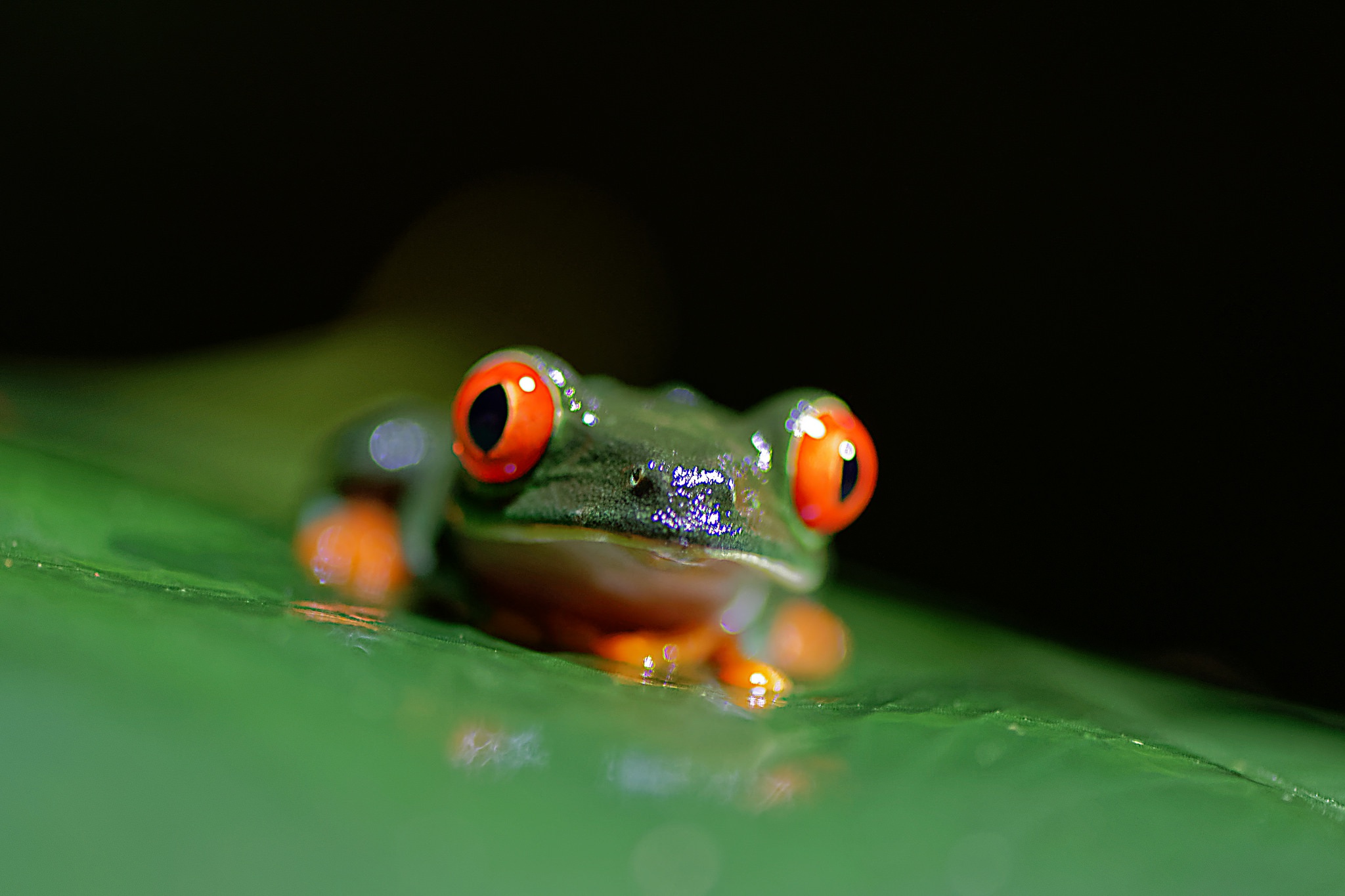 Amphibian Close Up Frog Red Eyed Tree Frog 2048x1365