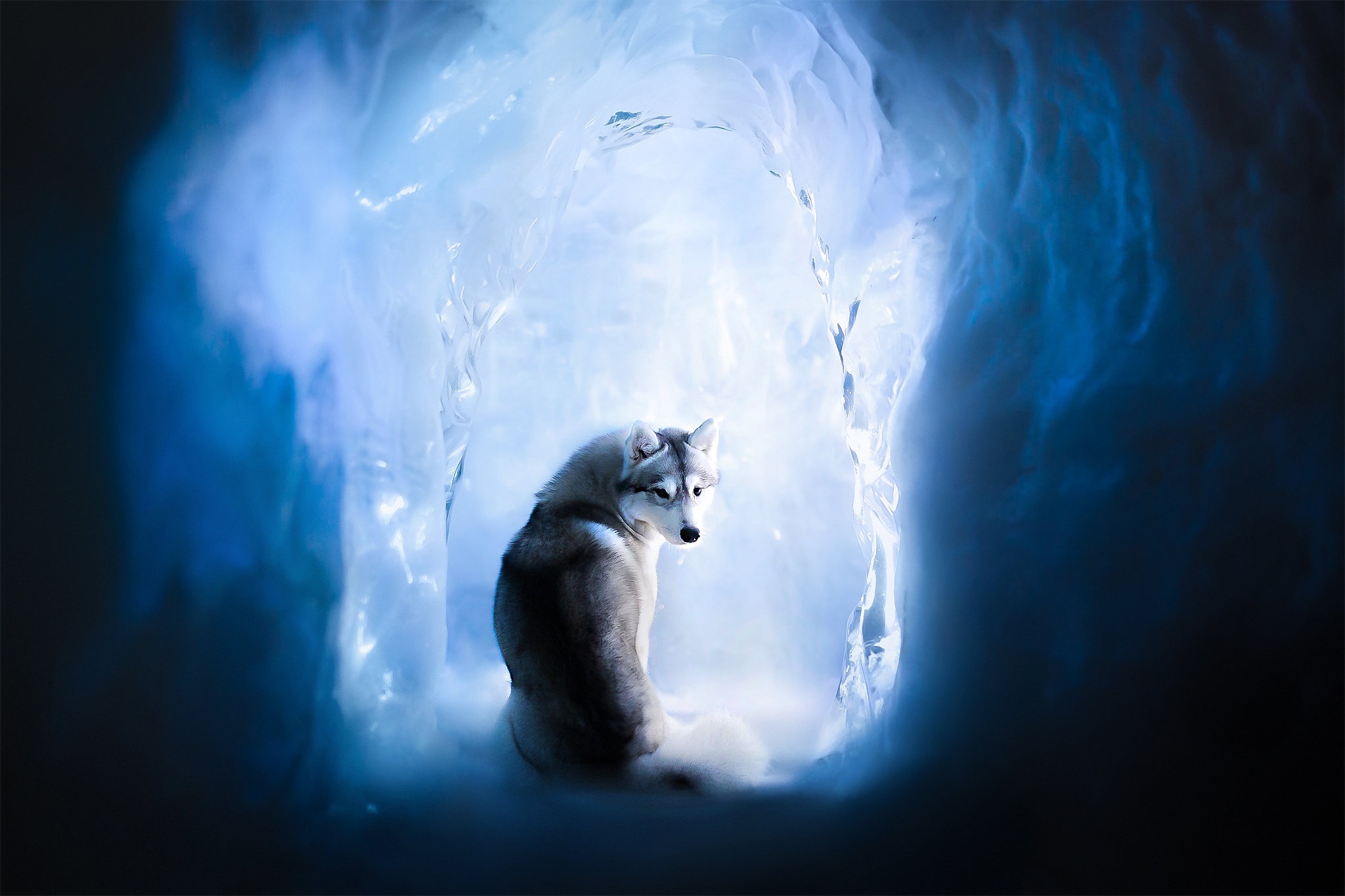 Cave Ice Cold Siberian Husky Dog Animals Mammals 2048x1365