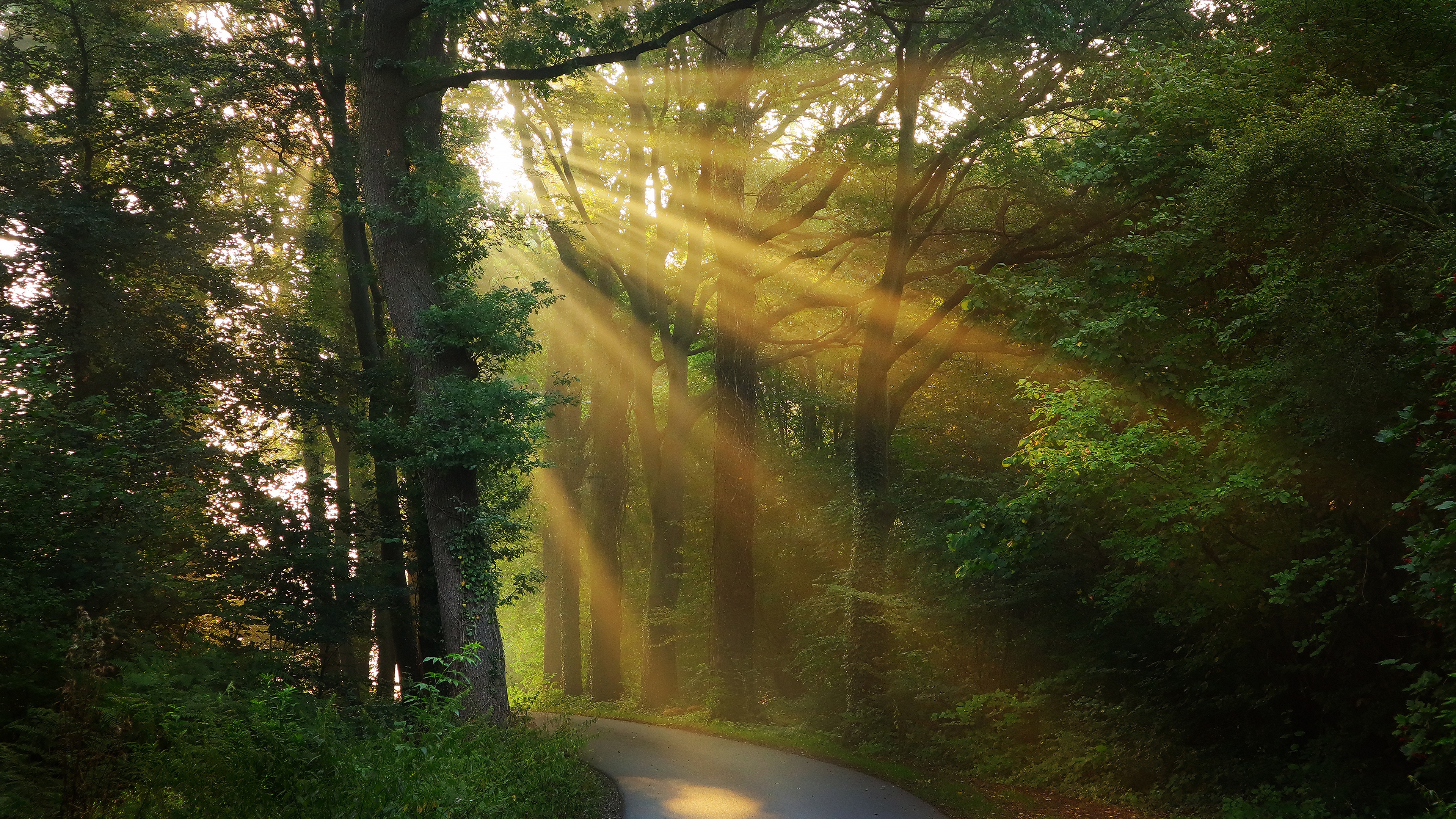 Forest Morning Road Sunbeam 3840x2160