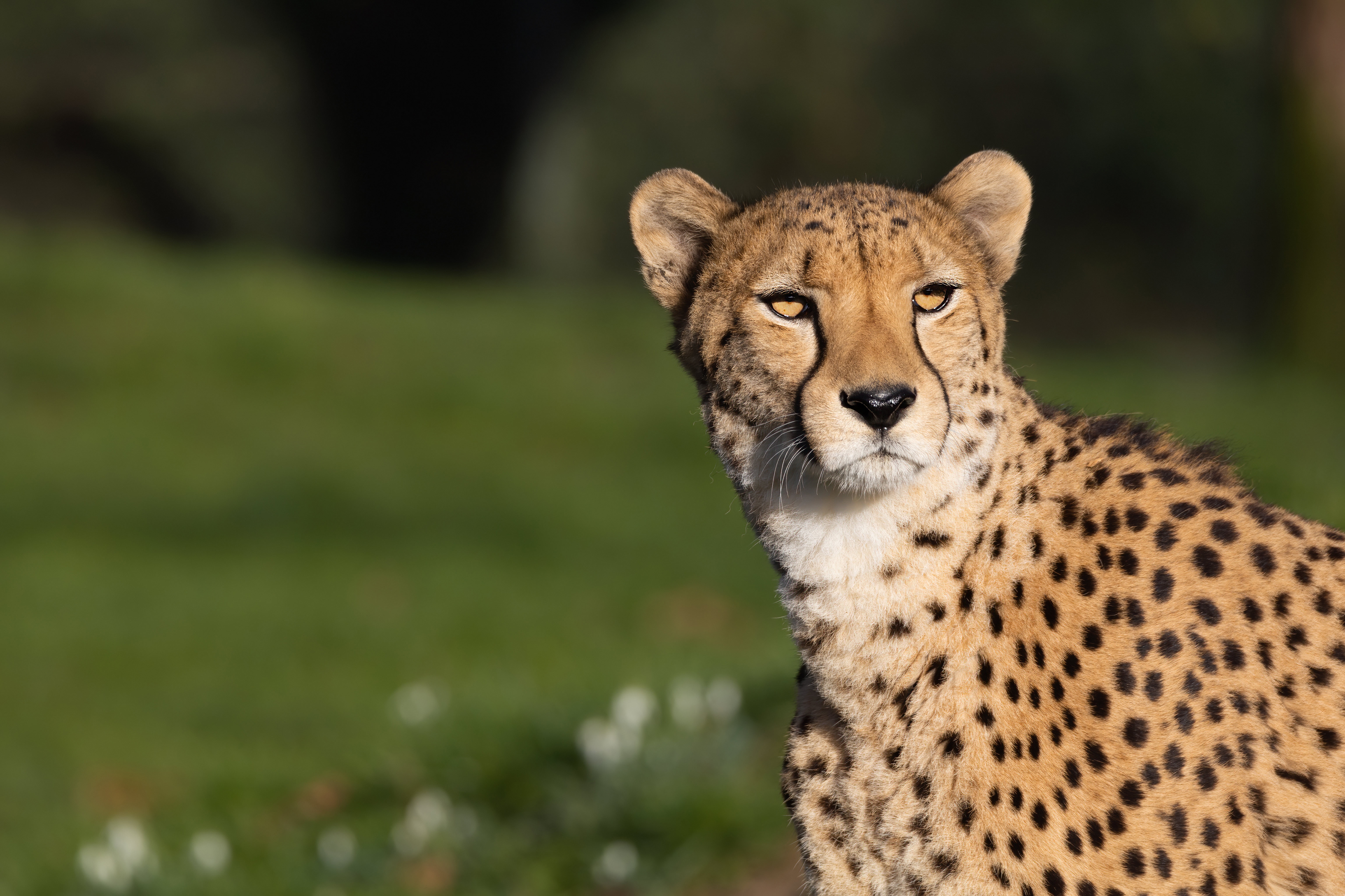 Big Cat Cheetah Wildlife Predator Animal 6144x4096