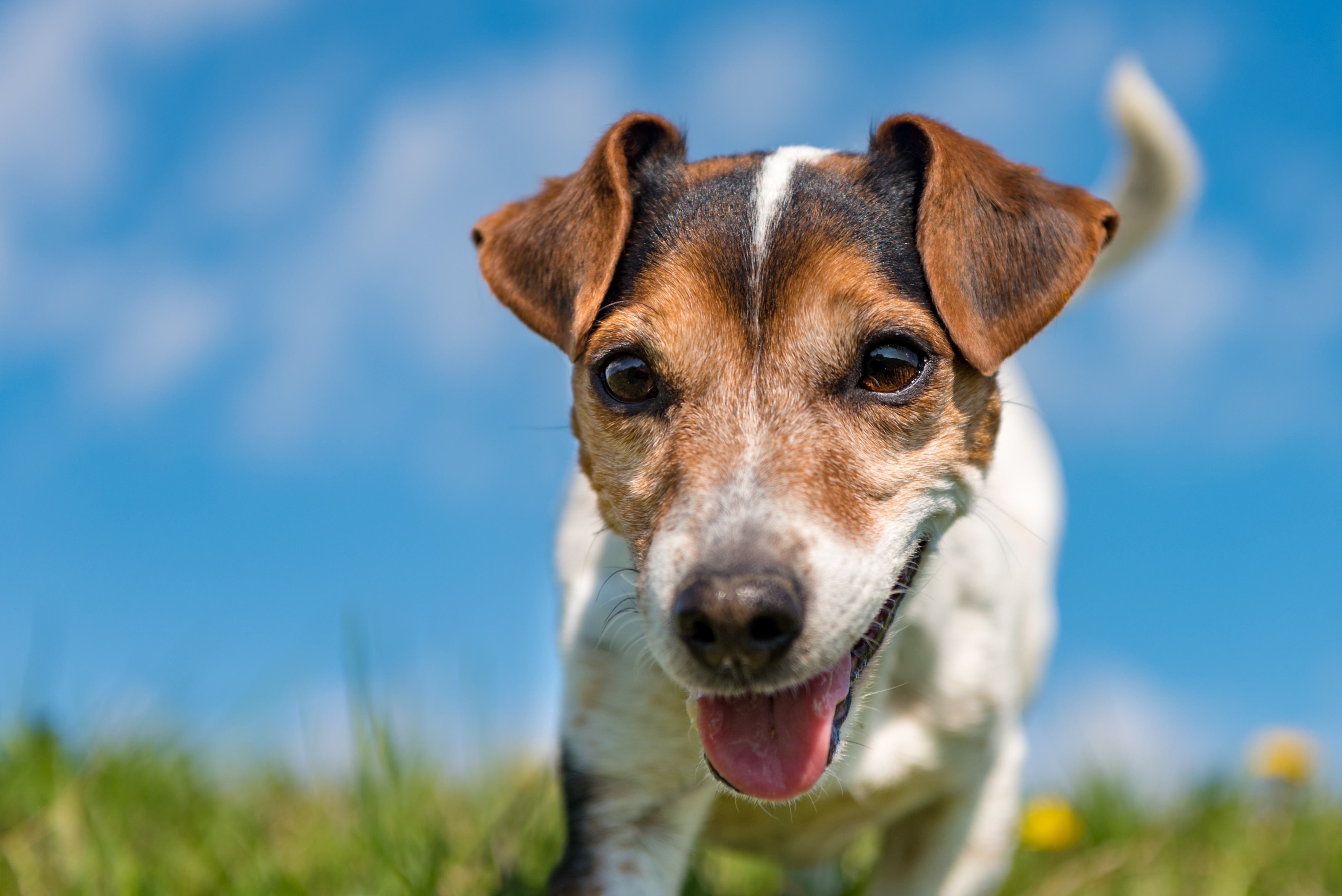 Dog Jack Russell Terrier Pet 4536x3028