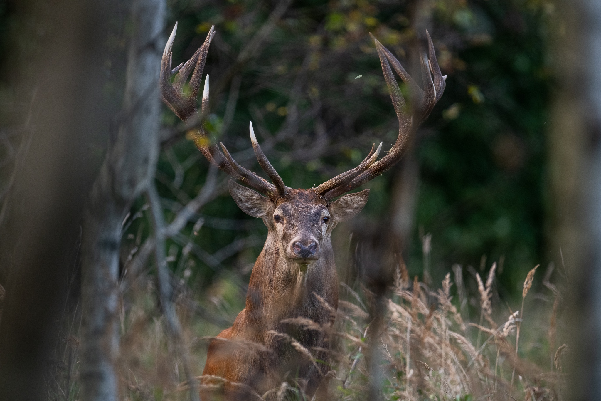 Deer Wildlife 2047x1365
