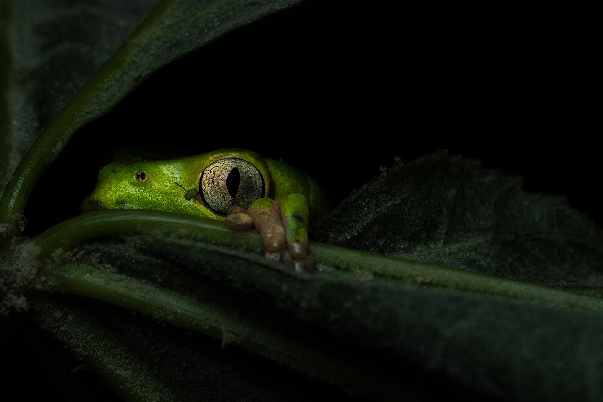 Nature Animals Frog Plants Leaves Animal Eyes Night 1920x1280