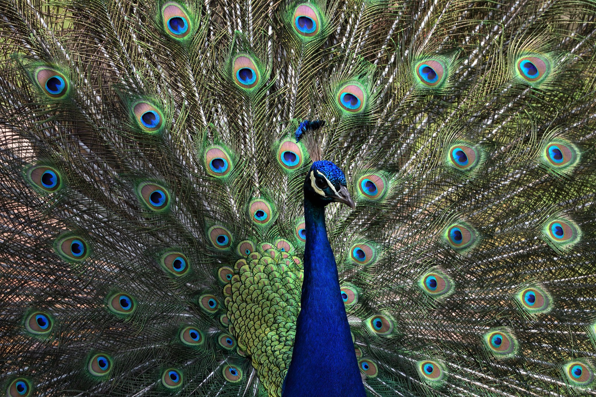 Bird Peacock Wildlife 2048x1365