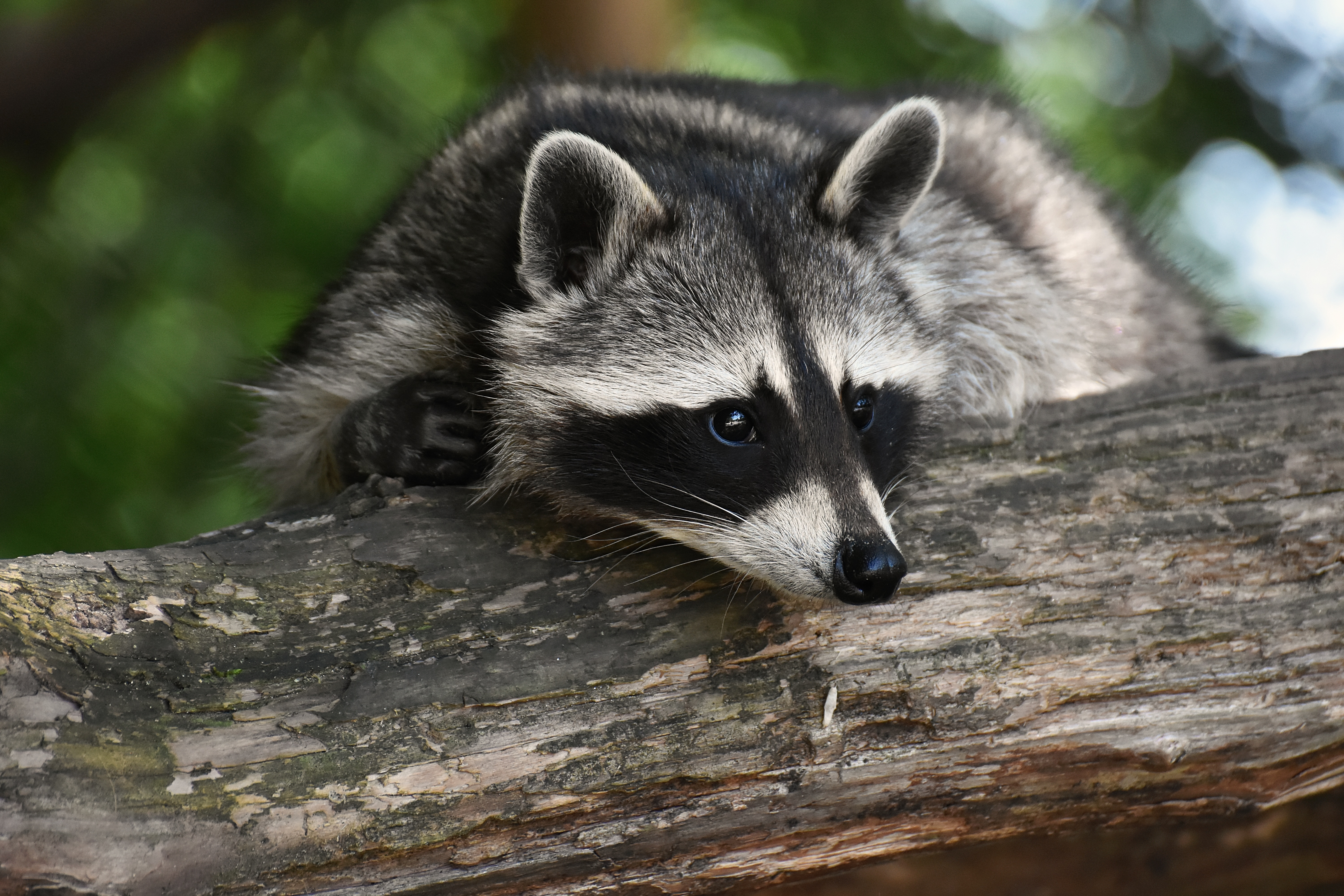 Raccoon Wildlife 6000x4000