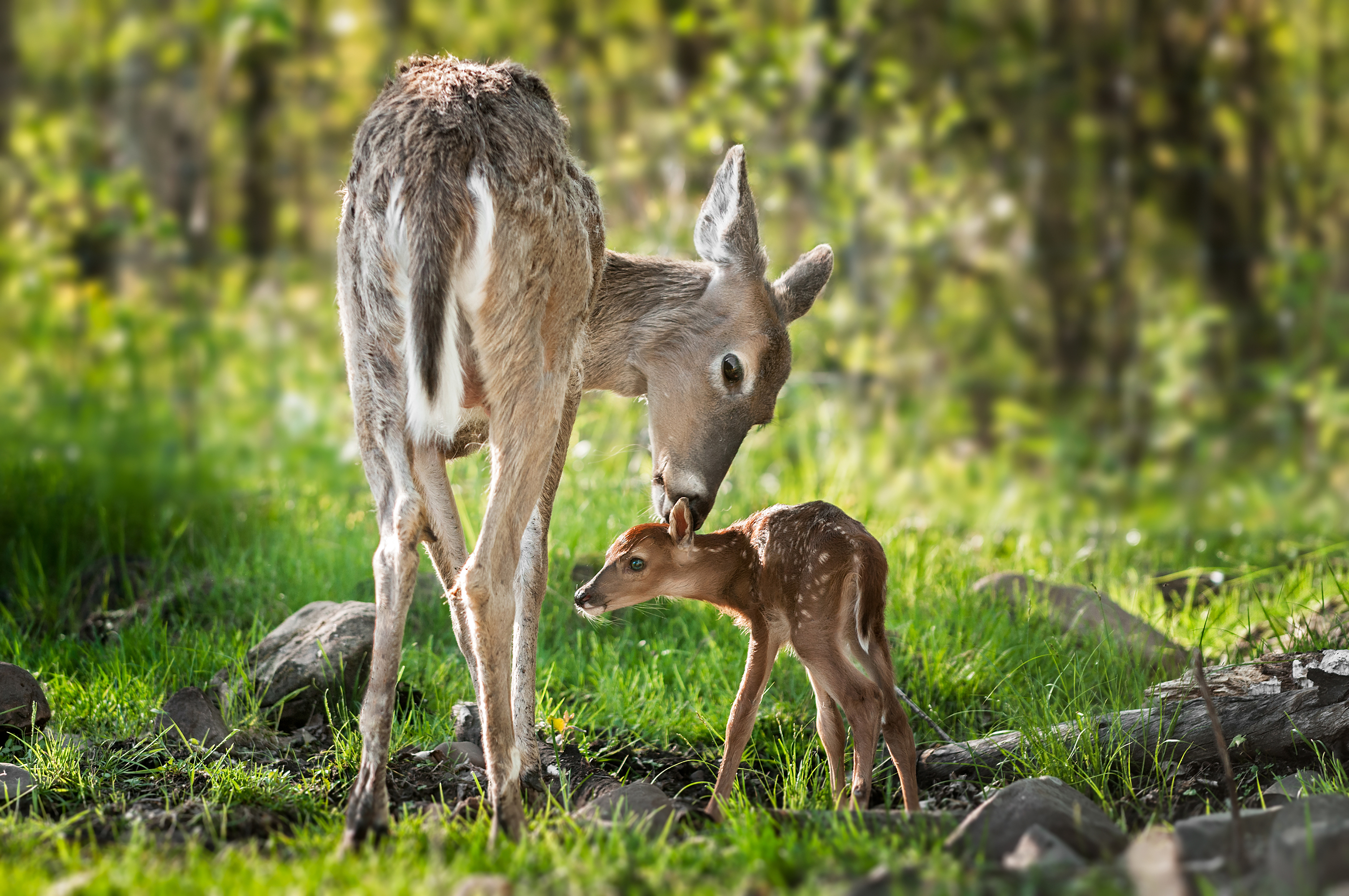 Baby Animal Deer Wildlife 3011x2000
