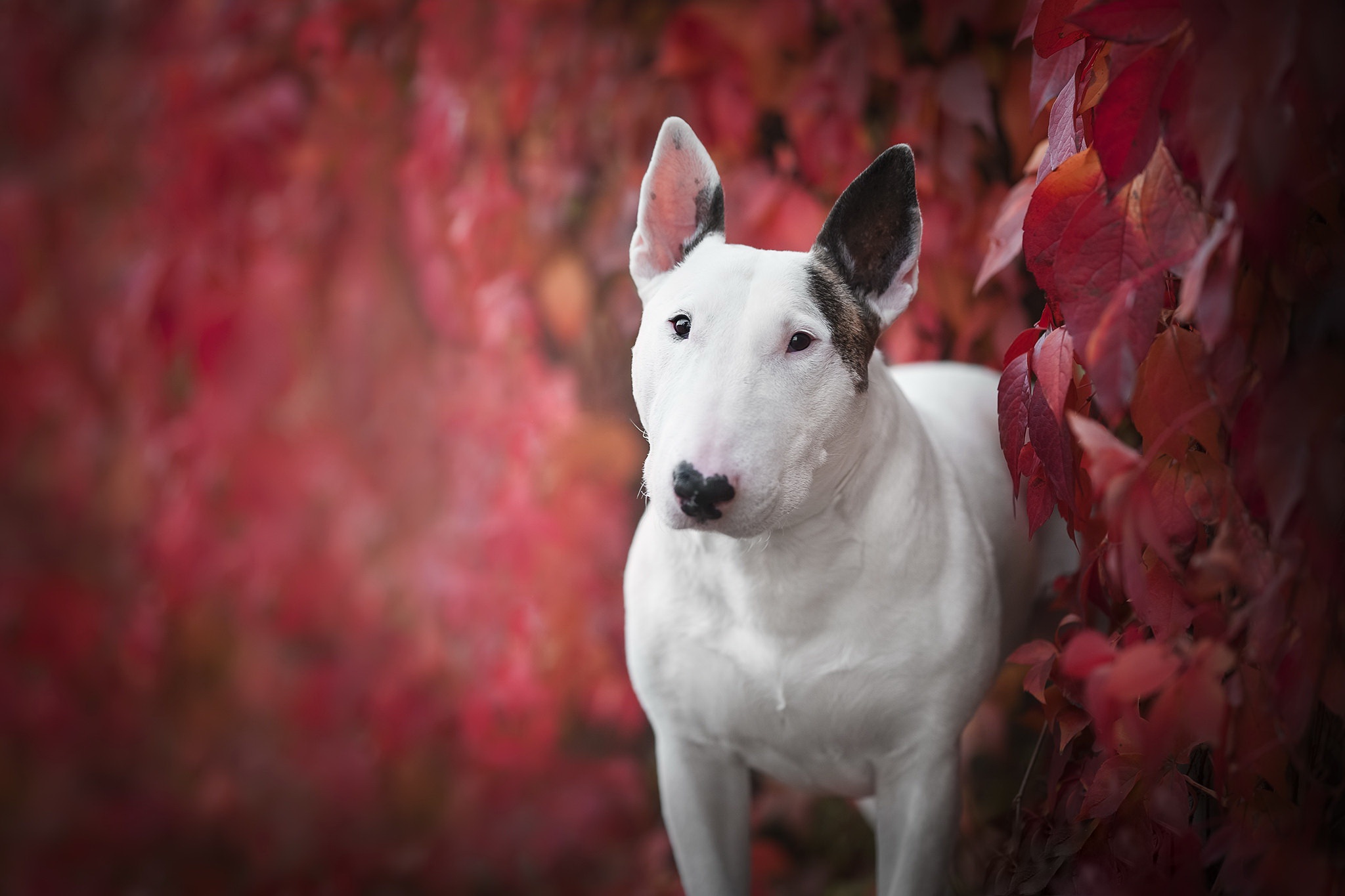 Bull Terrier Dog Pet 2048x1365